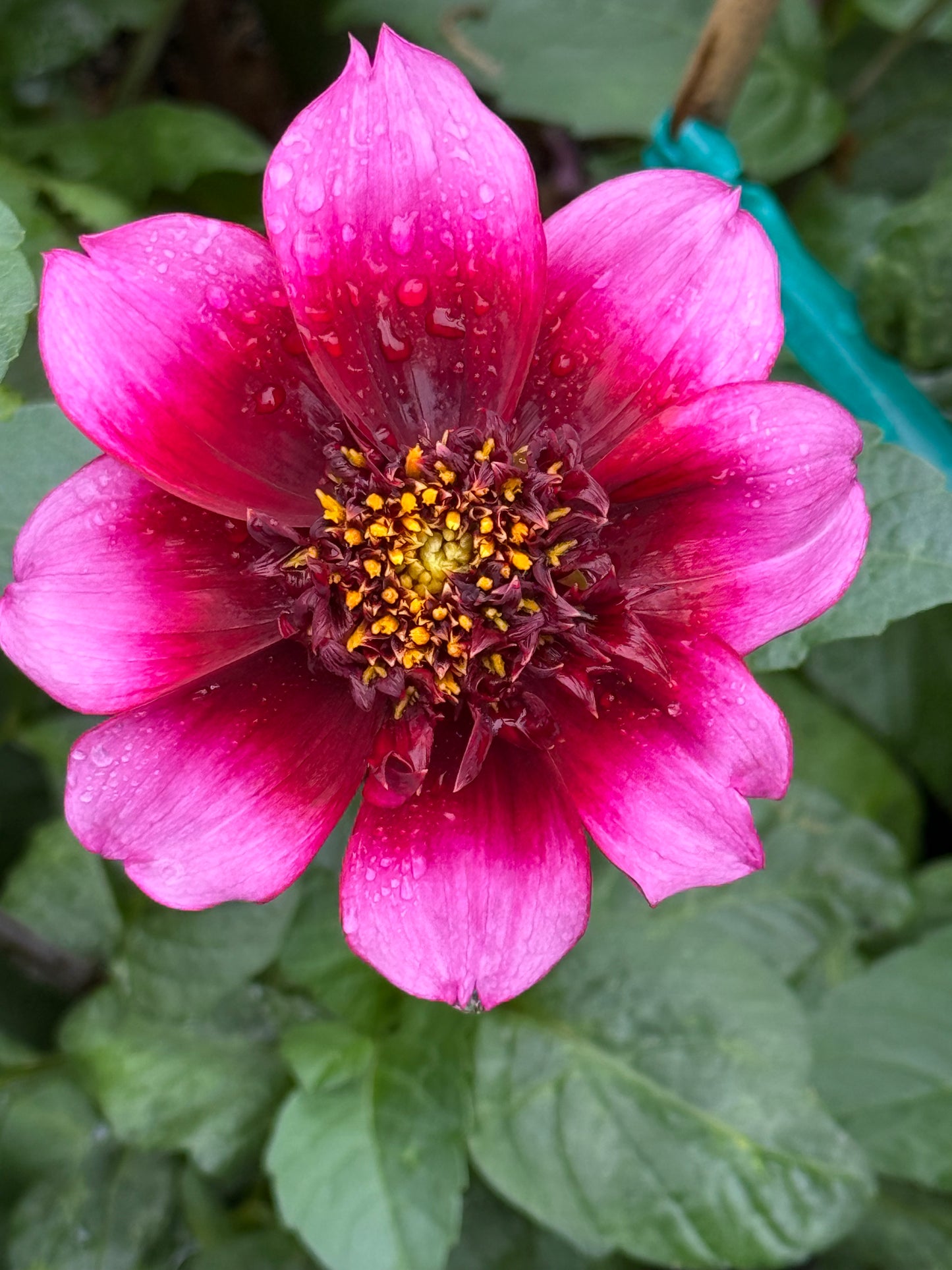 Bloomquist Accolade Dahlia