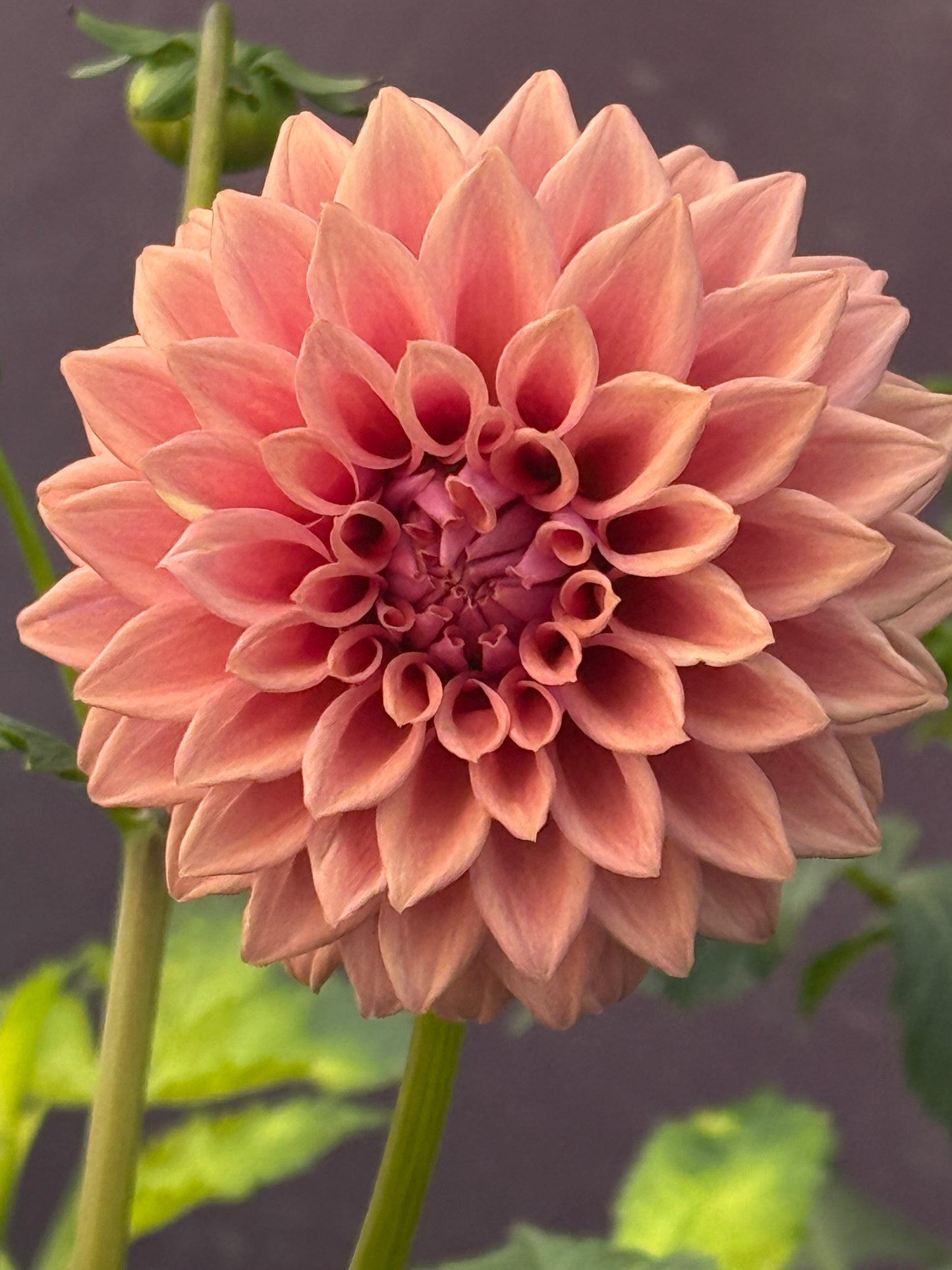 Lee's Swiss Miss Rooted Cuttings