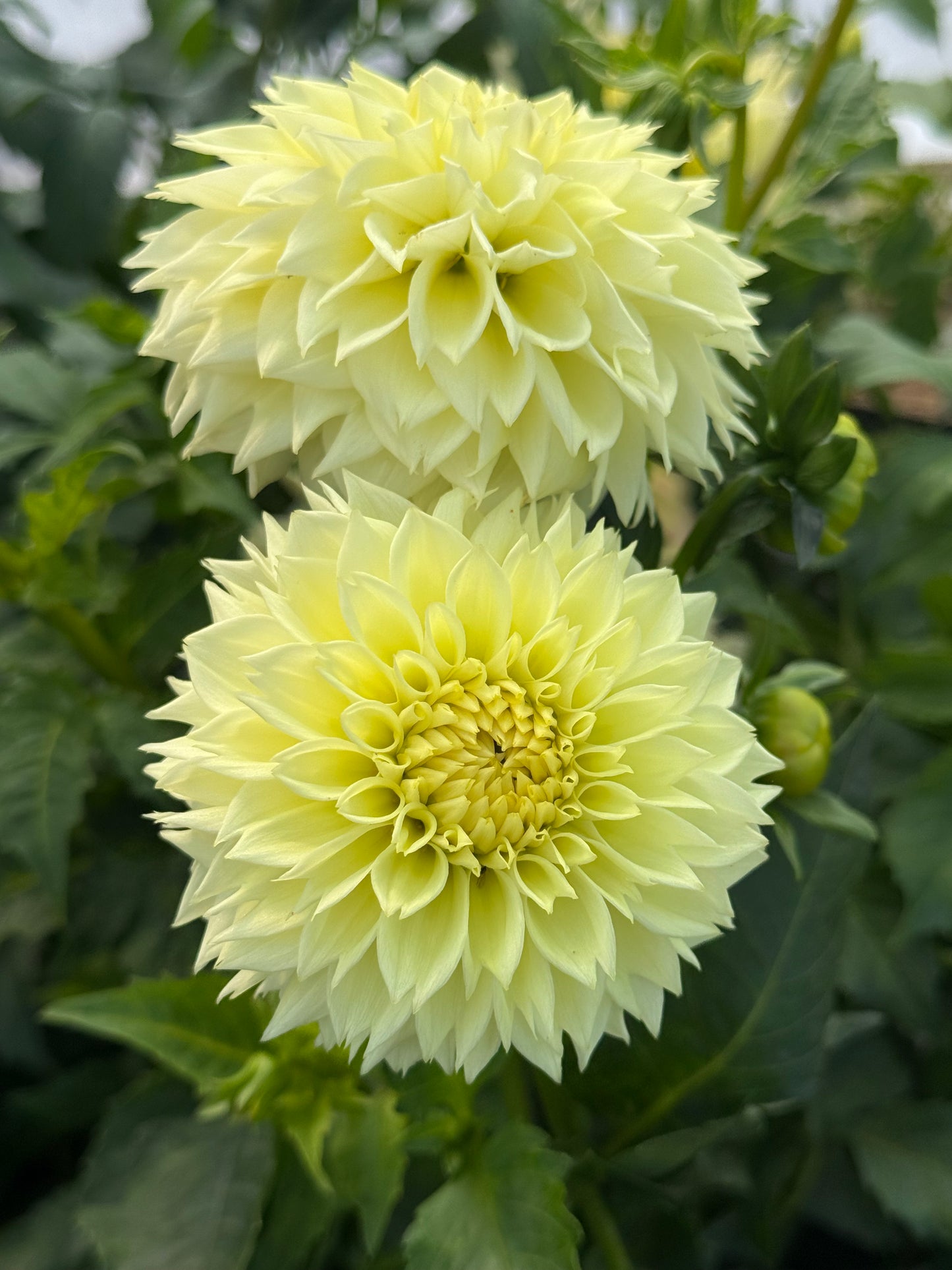 Lee's Cassava Fizz Rooted Cuttings