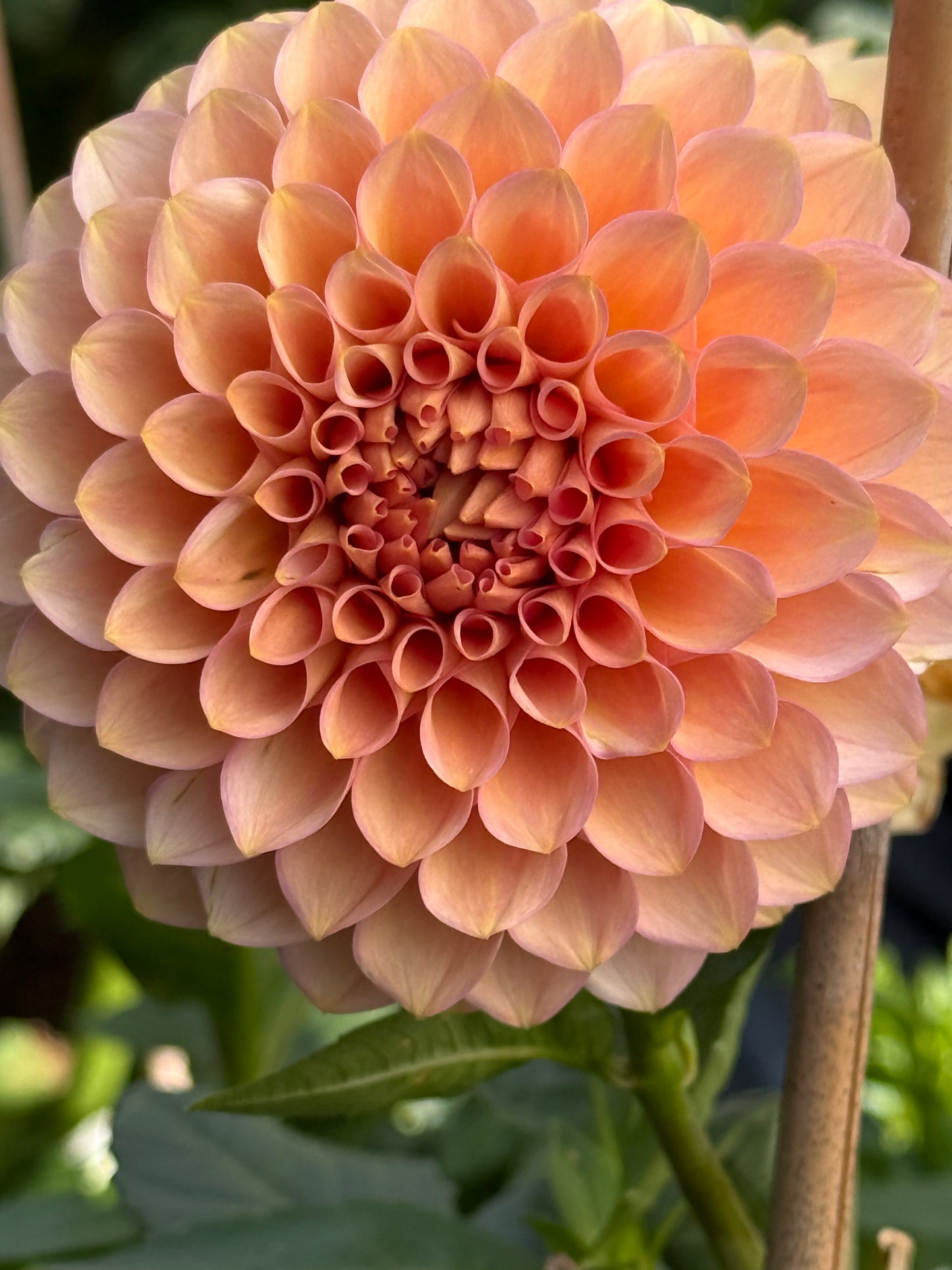 20th Ave Pink Cloud Rooted Cuttings