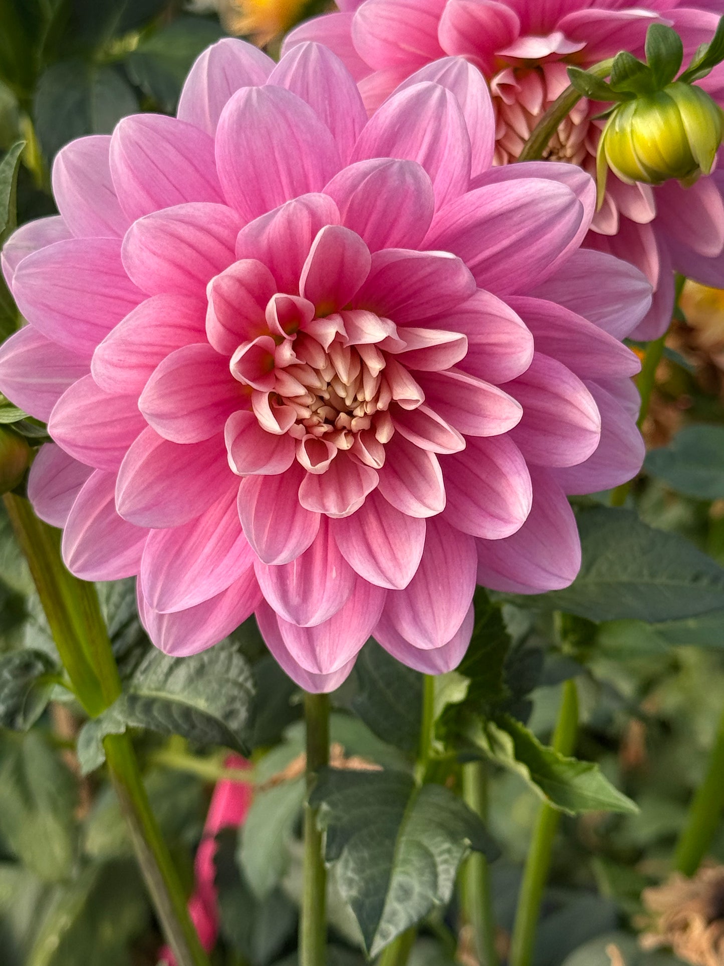 Hollyhill Pink Parfait Rooted Cuttings Shipping Apr 1 - May 15
