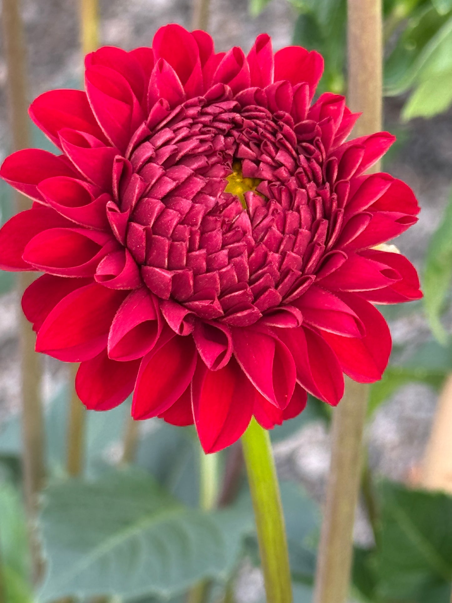Van Isle Ruby Slipper Rooted Cuttings