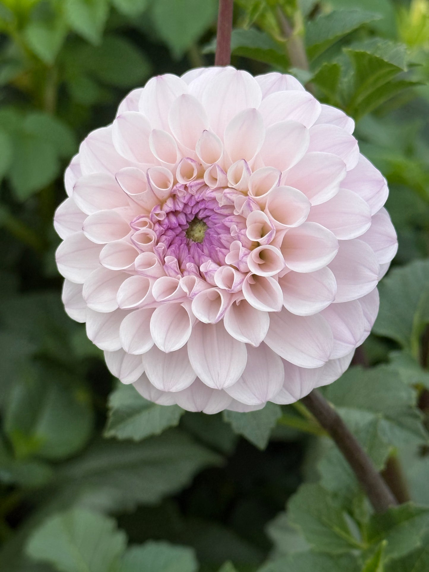 Lee's Unicorn Eye Rooted Cuttings