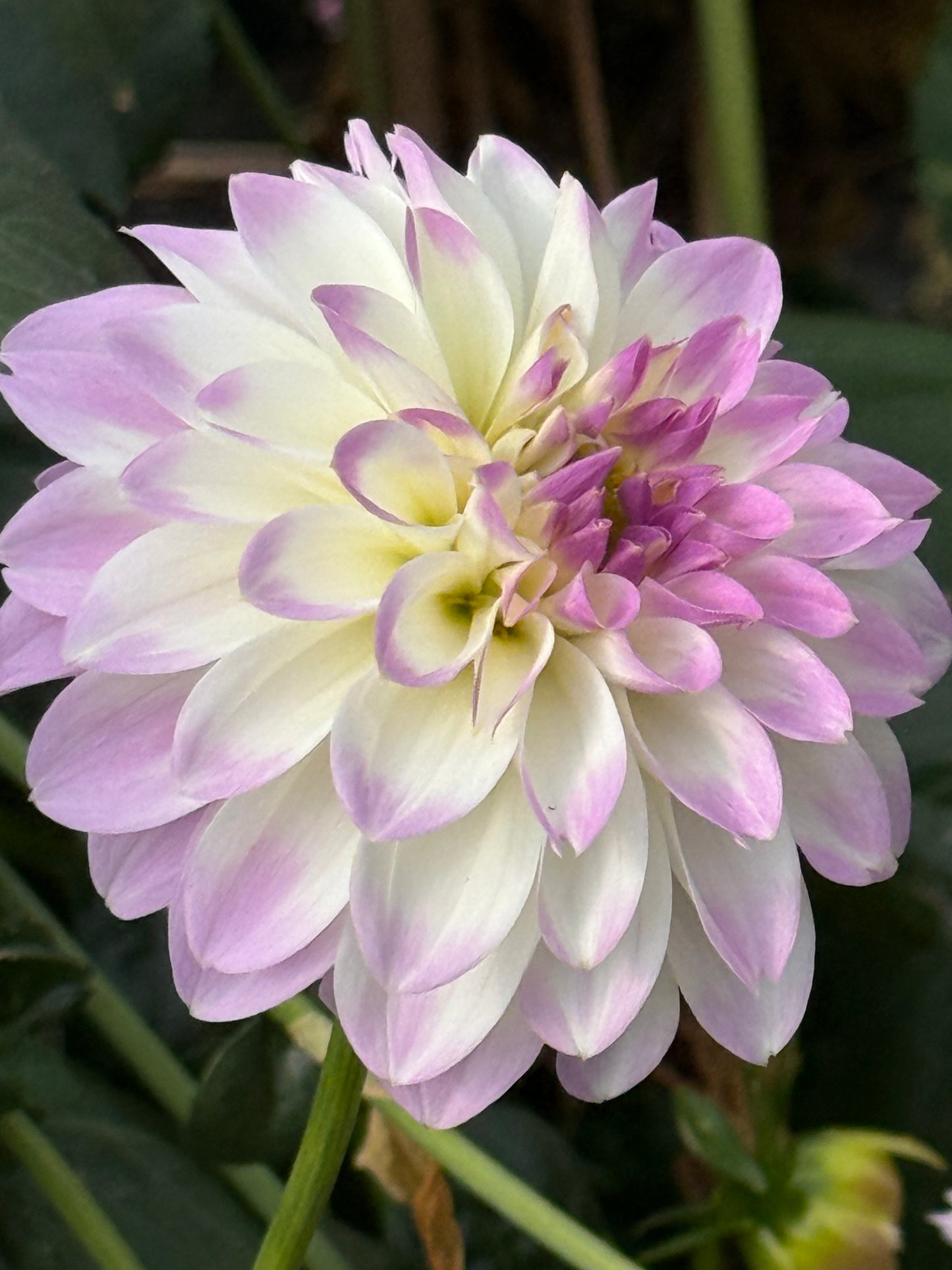 Mission Twinkle Rooted Cuttings