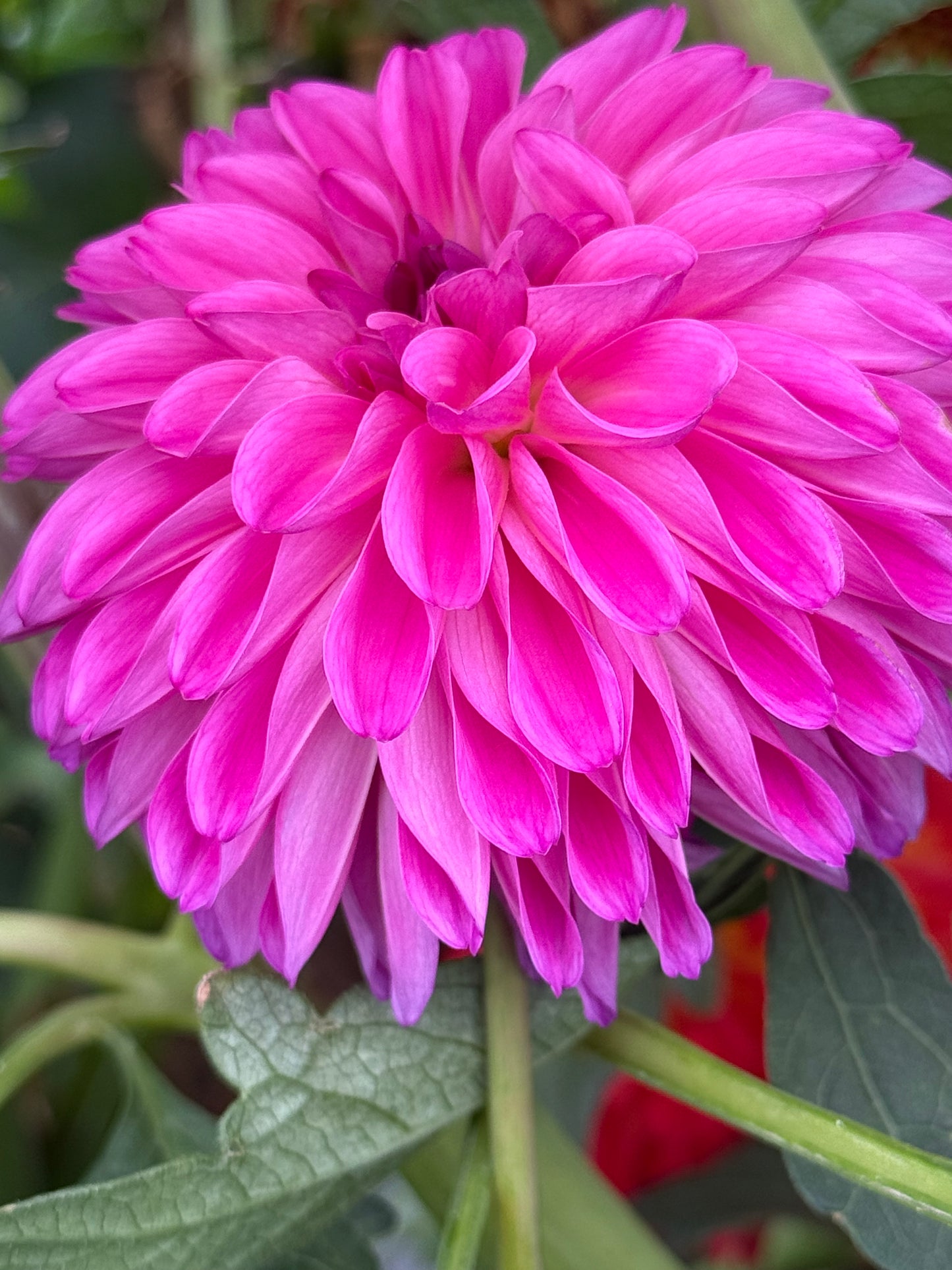 Bloomquist Intrepid Rooted Cuttings