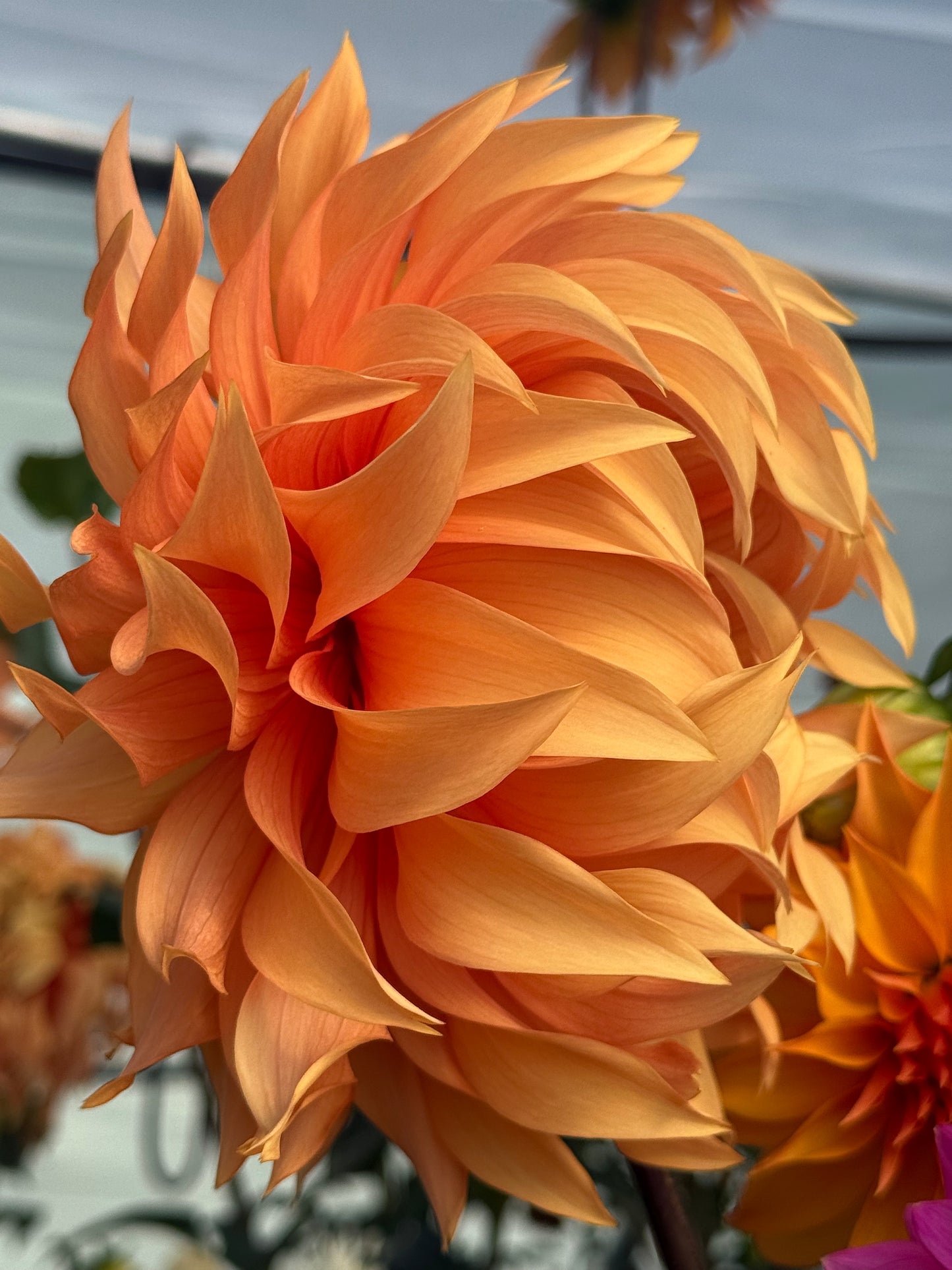 Bloomquist Snickerdoodle Rooted Cuttings