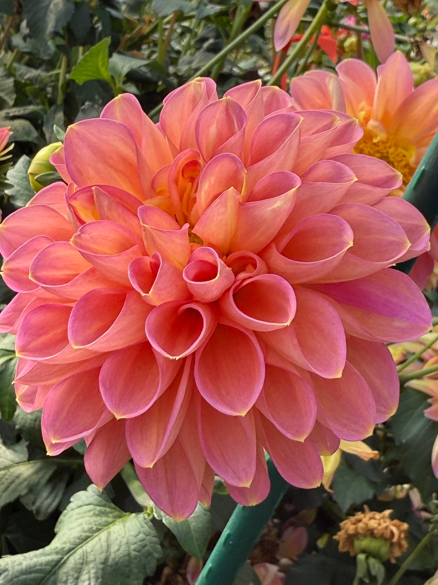 Hapet Vintage Rooted Cuttings