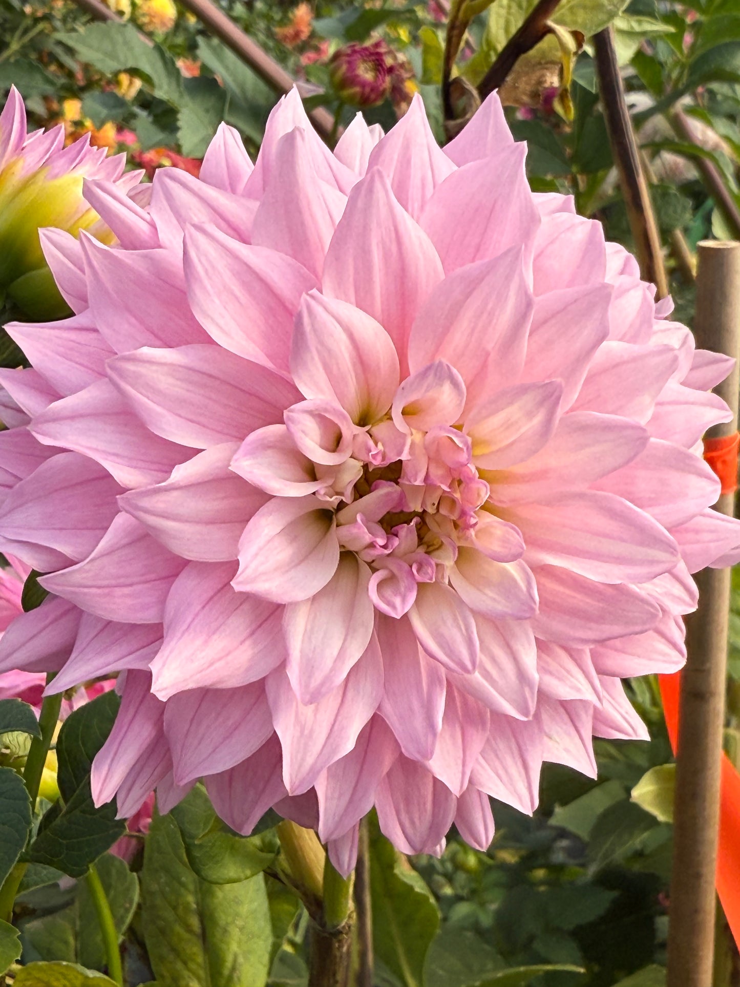 Ferncliff Passion Rooted Cuttings