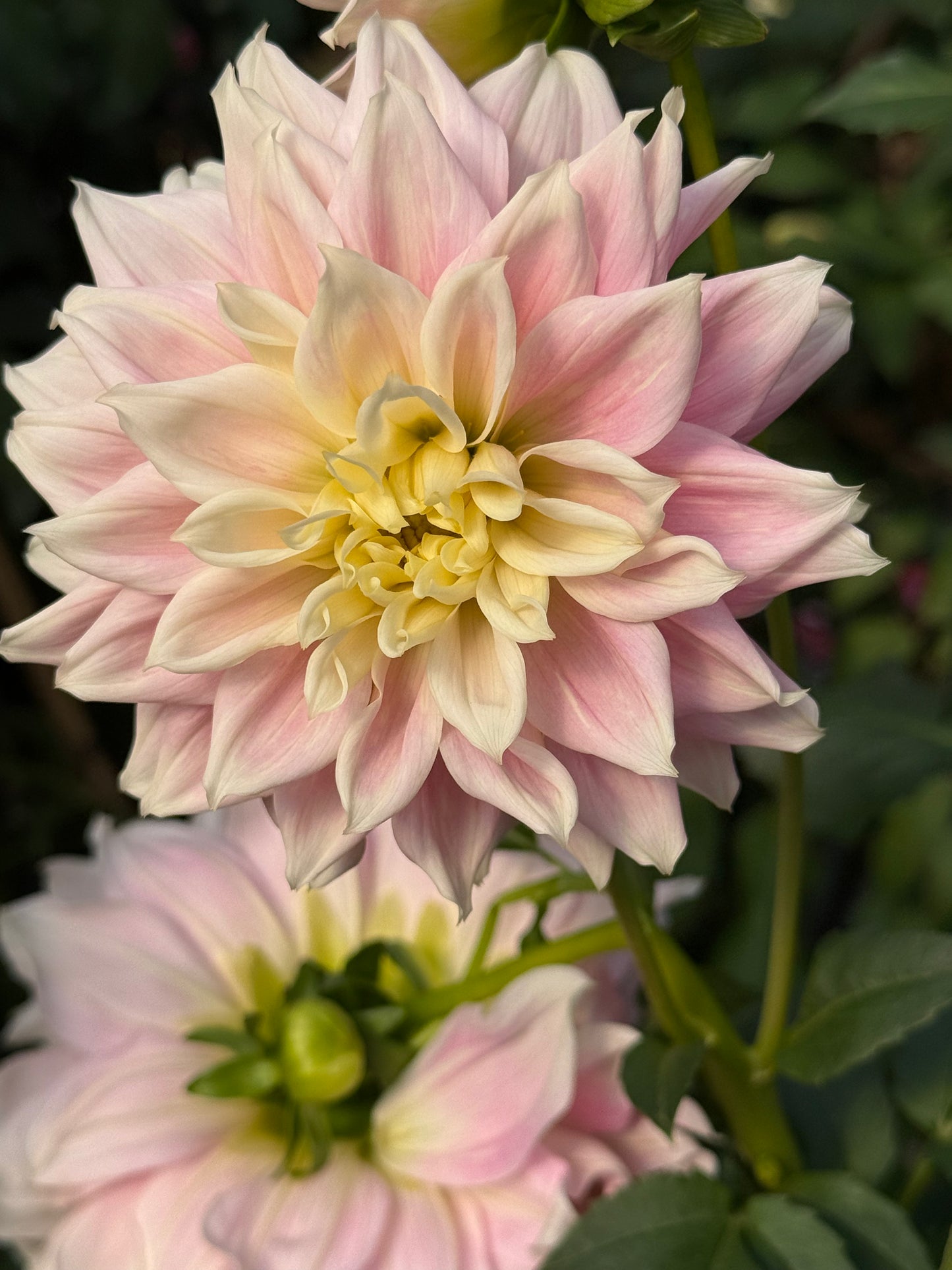 Truly Scrumptious Rooted Cuttings