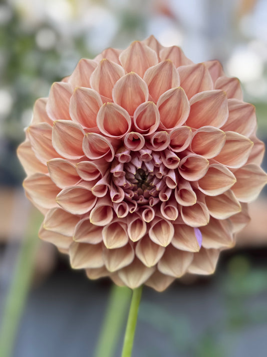 Formby Duke Rooted Cuttings