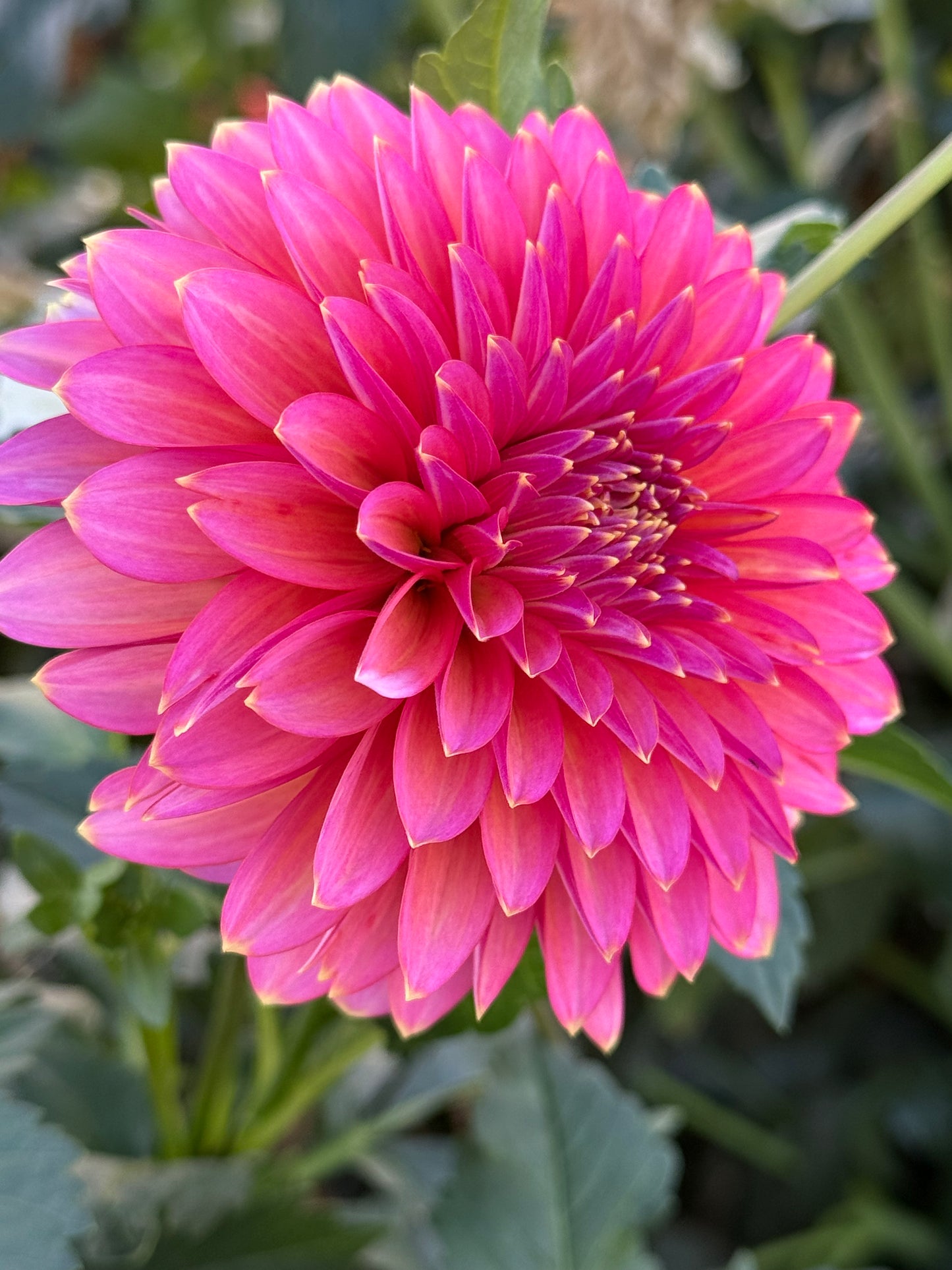 Bloomquist Mojo Rooted Cuttings