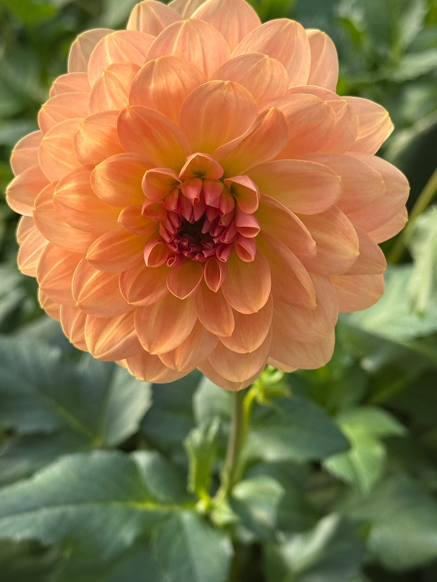 Fawn Rooted Cuttings