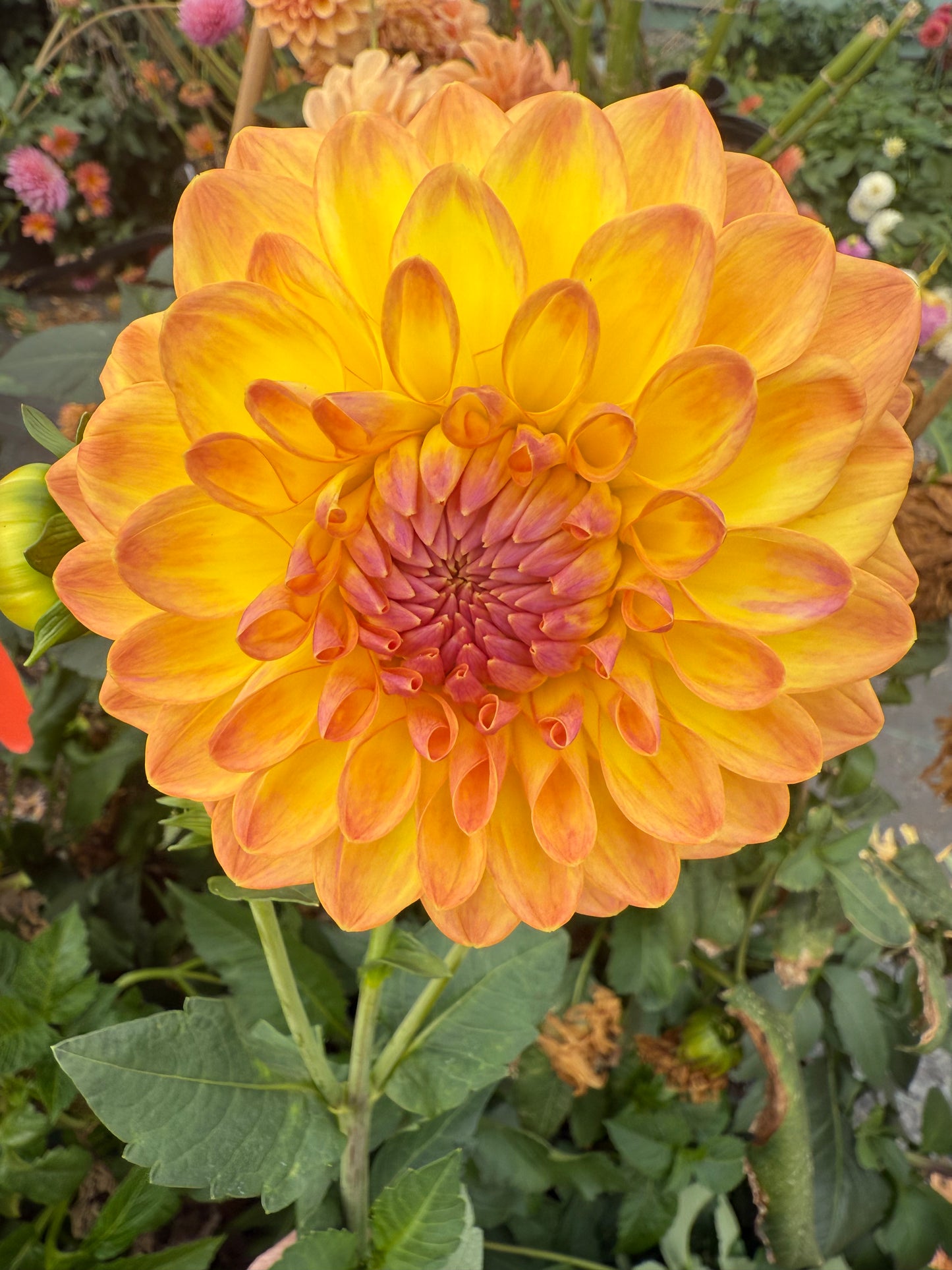 Dikara Jodi Rooted Cuttings