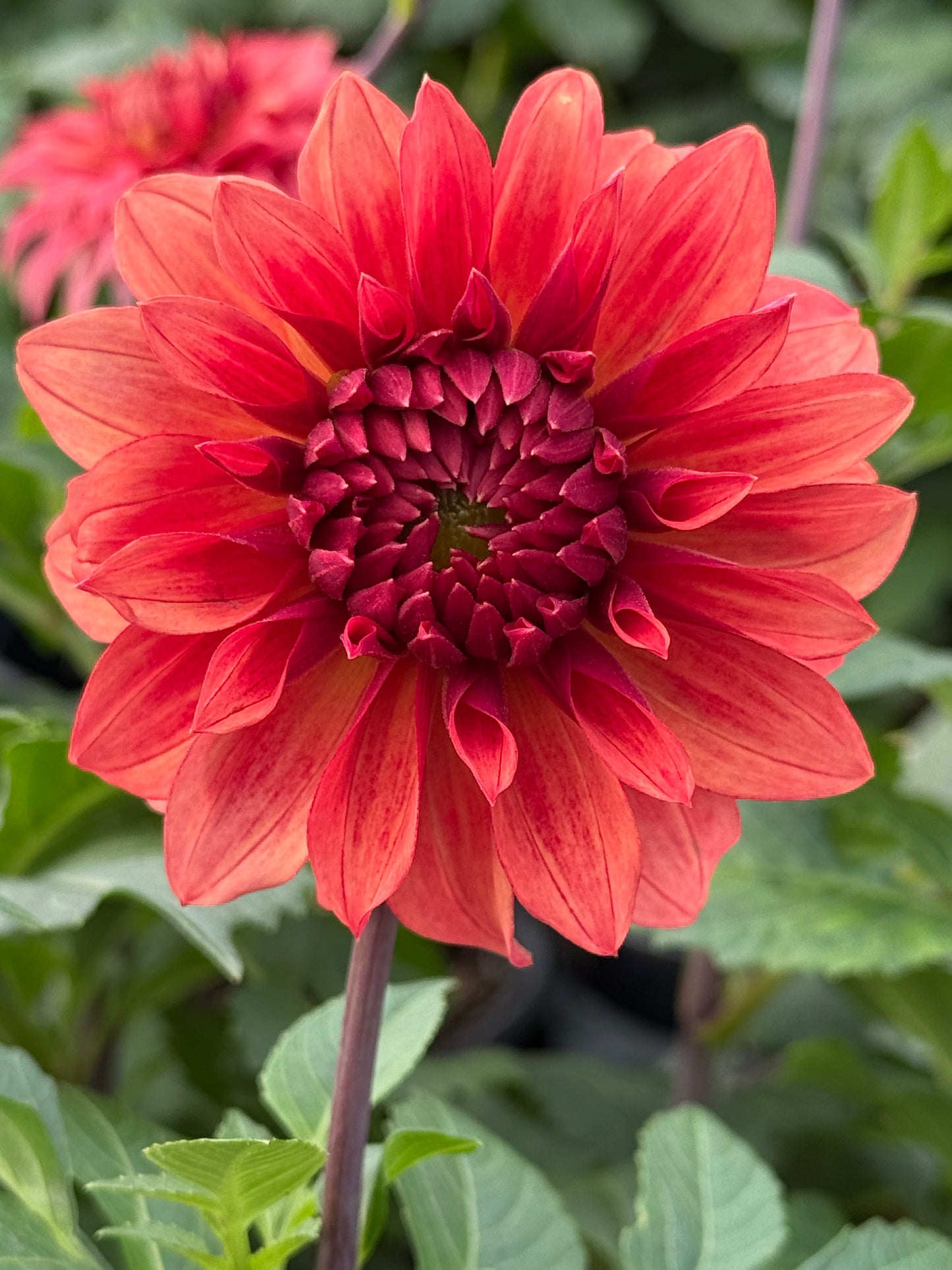 Hapet Smokey Rooted Cuttings