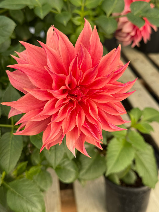 Carlos Watermelon Rooted Cuttings