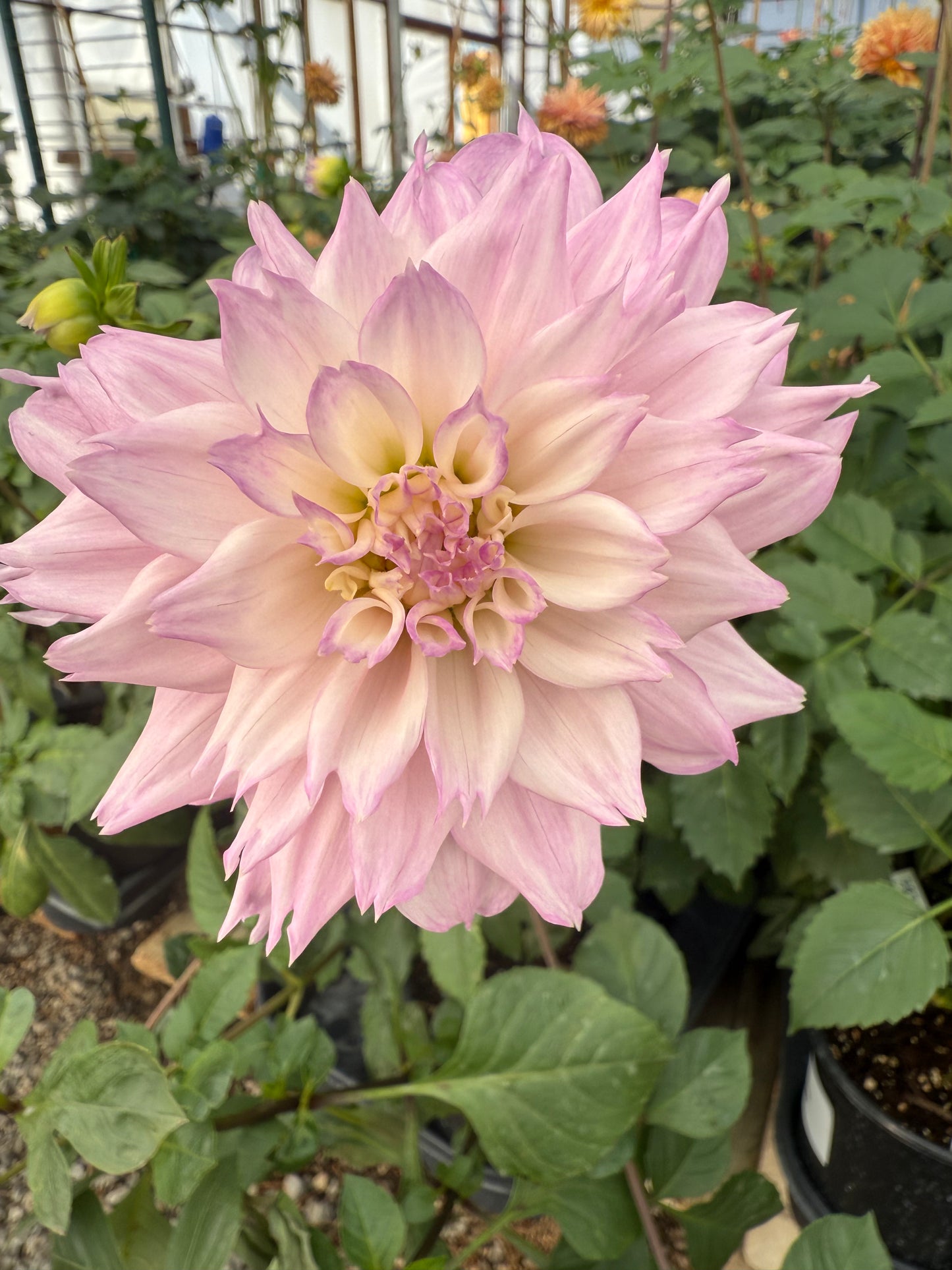 Lee's Queen Pueta Rooted Cuttings