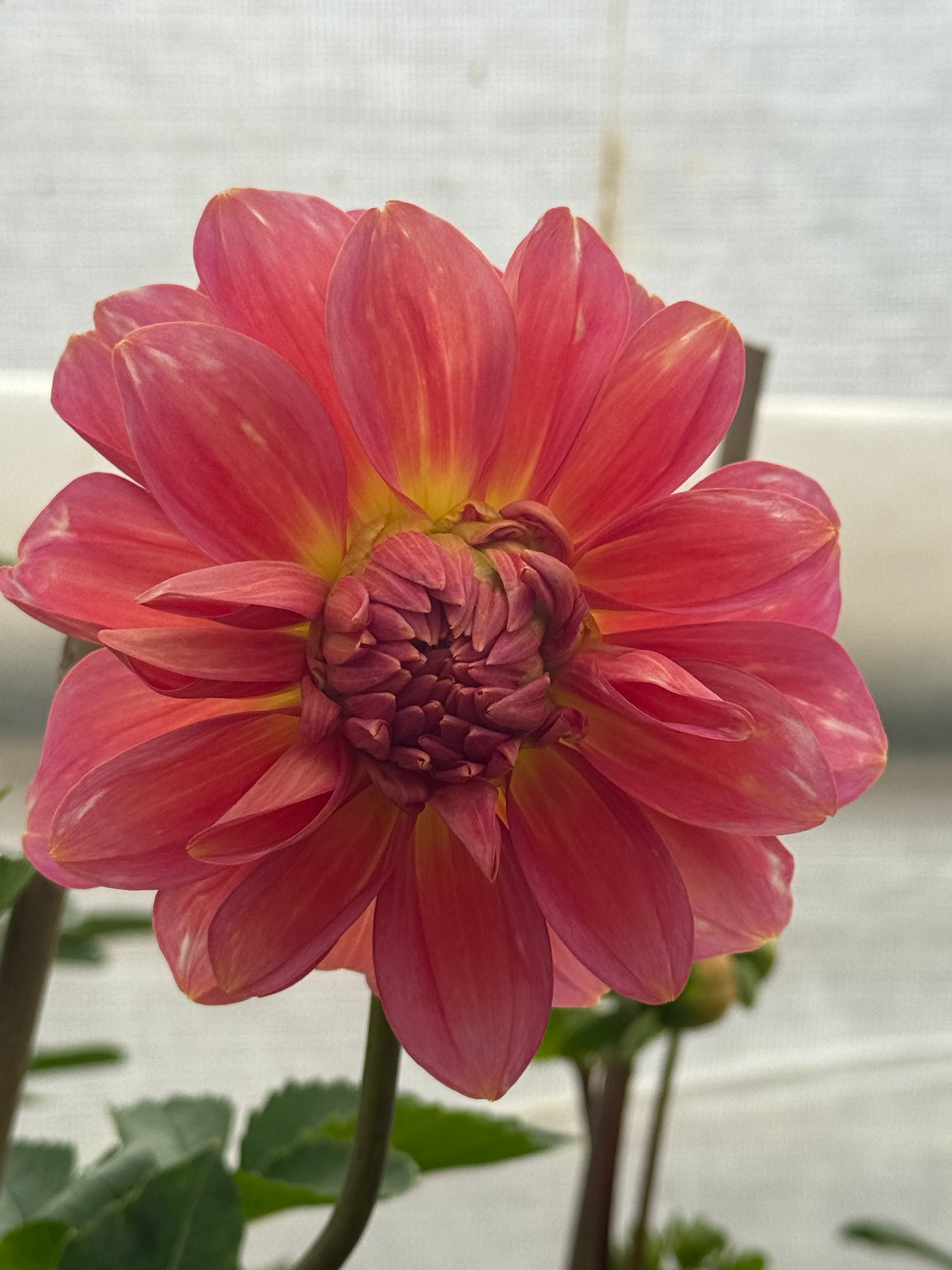 RM Peach Flair Rooted Cuttings