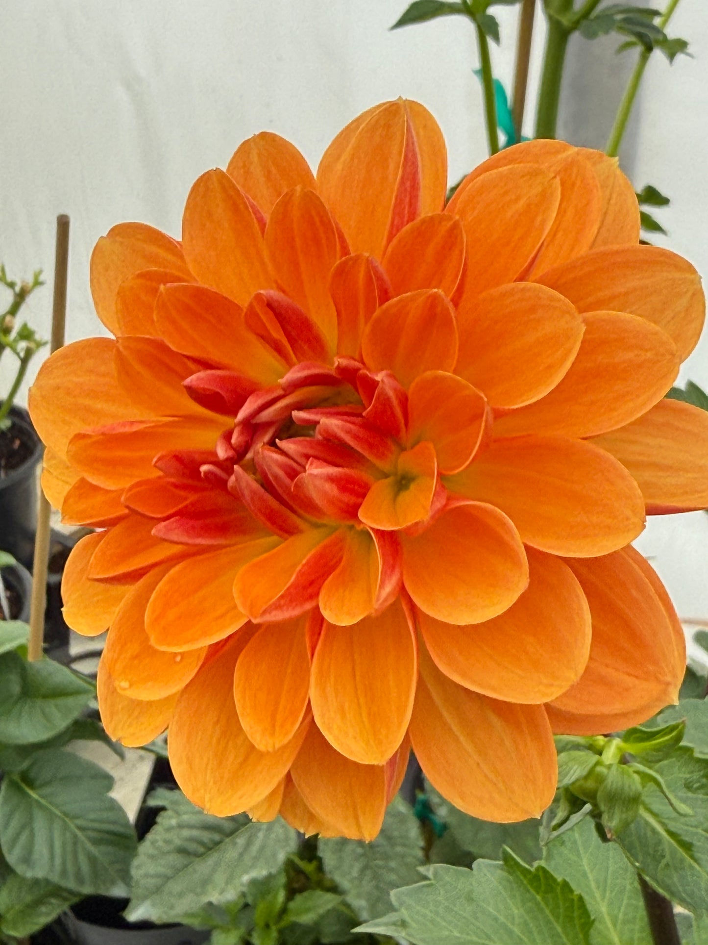 WD Millie Rooted Cuttings