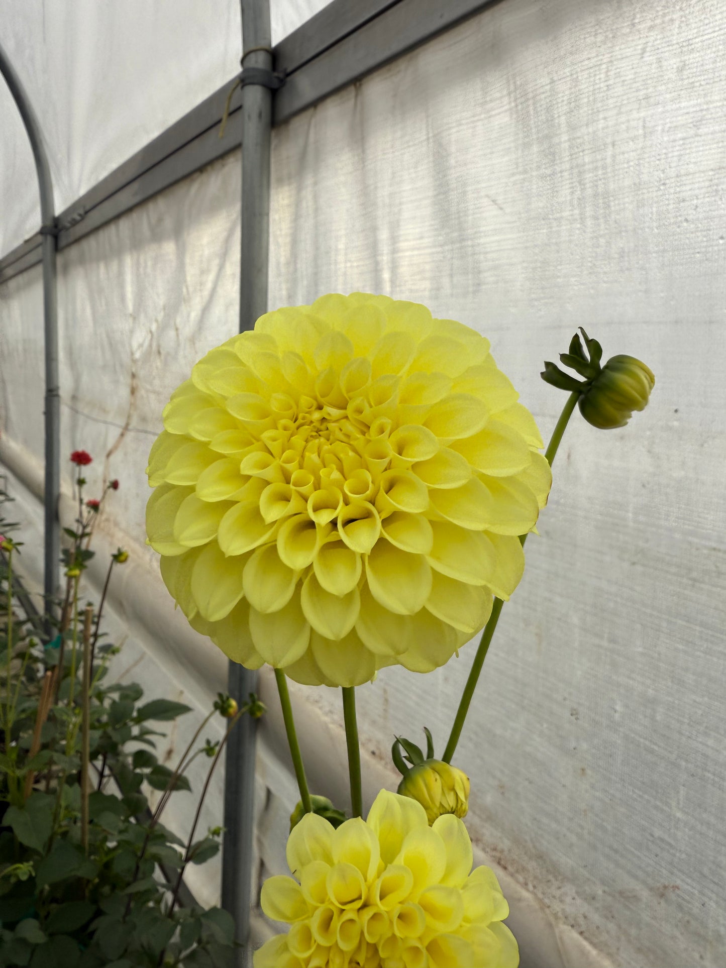 Coorabell Heather Rooted Cuttings