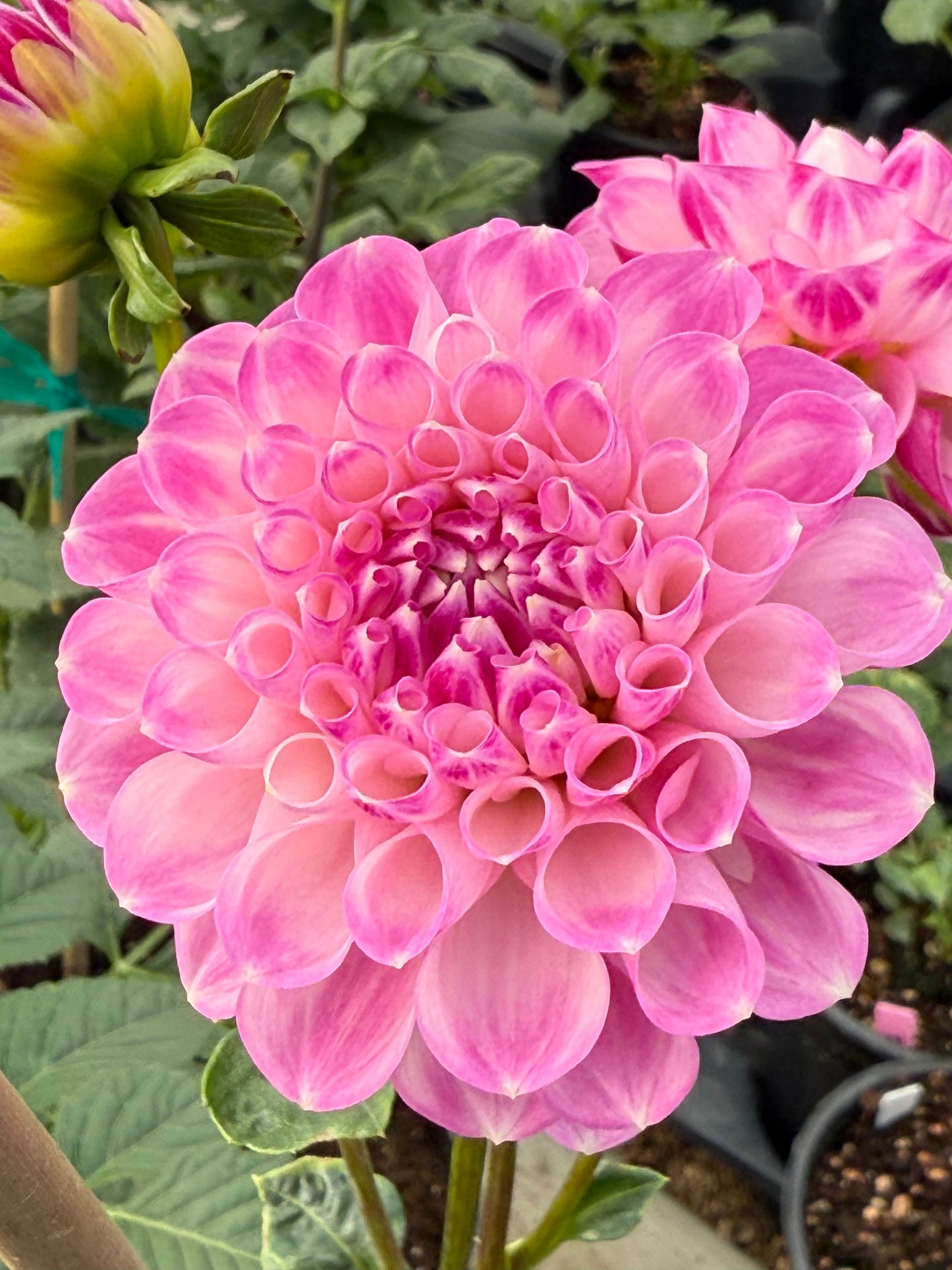 Hapet Rosaly Rooted Cuttings