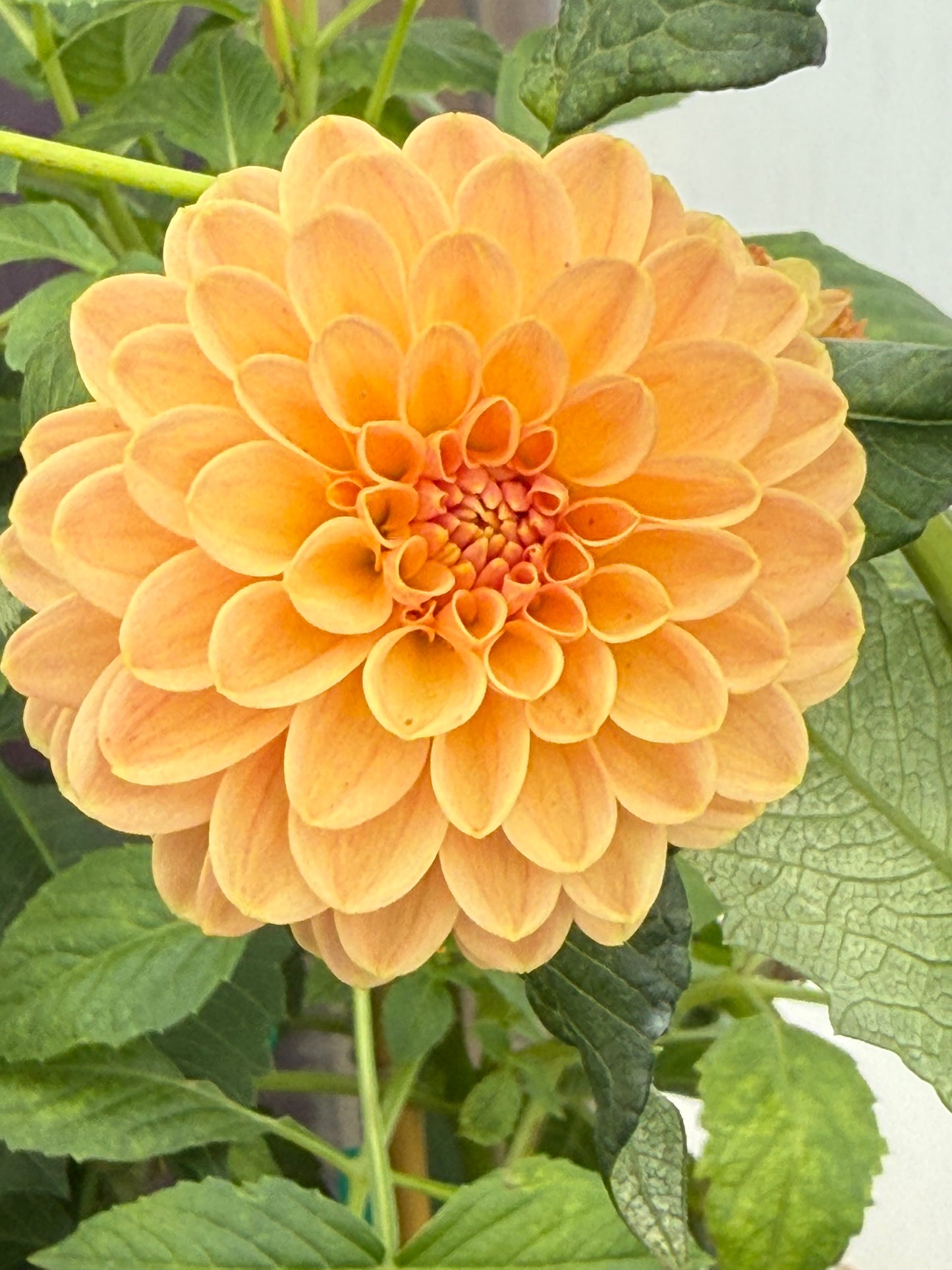 Verrone's Socrates Rooted Cuttings