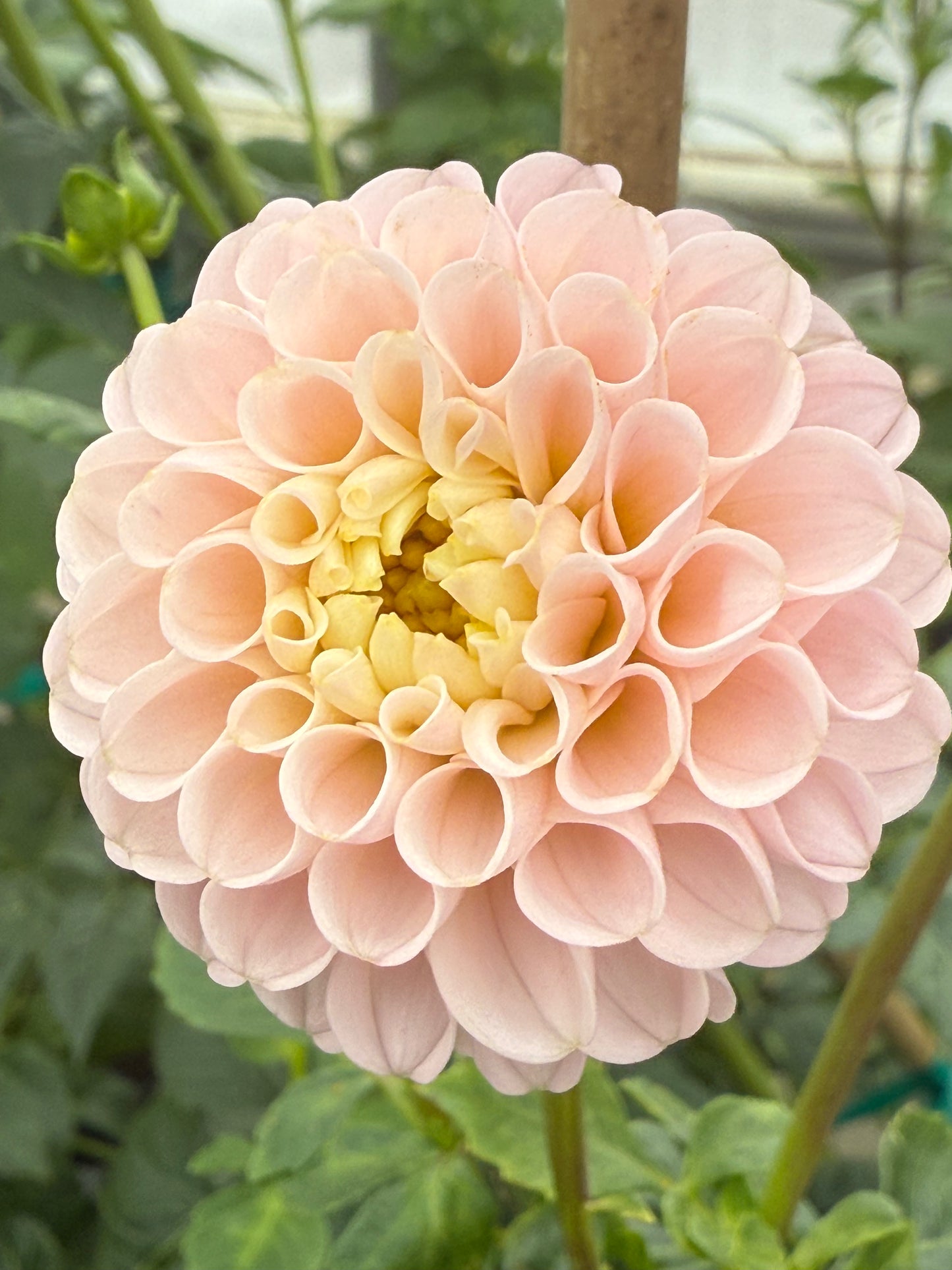 Hapet Barbie Rooted Cuttings