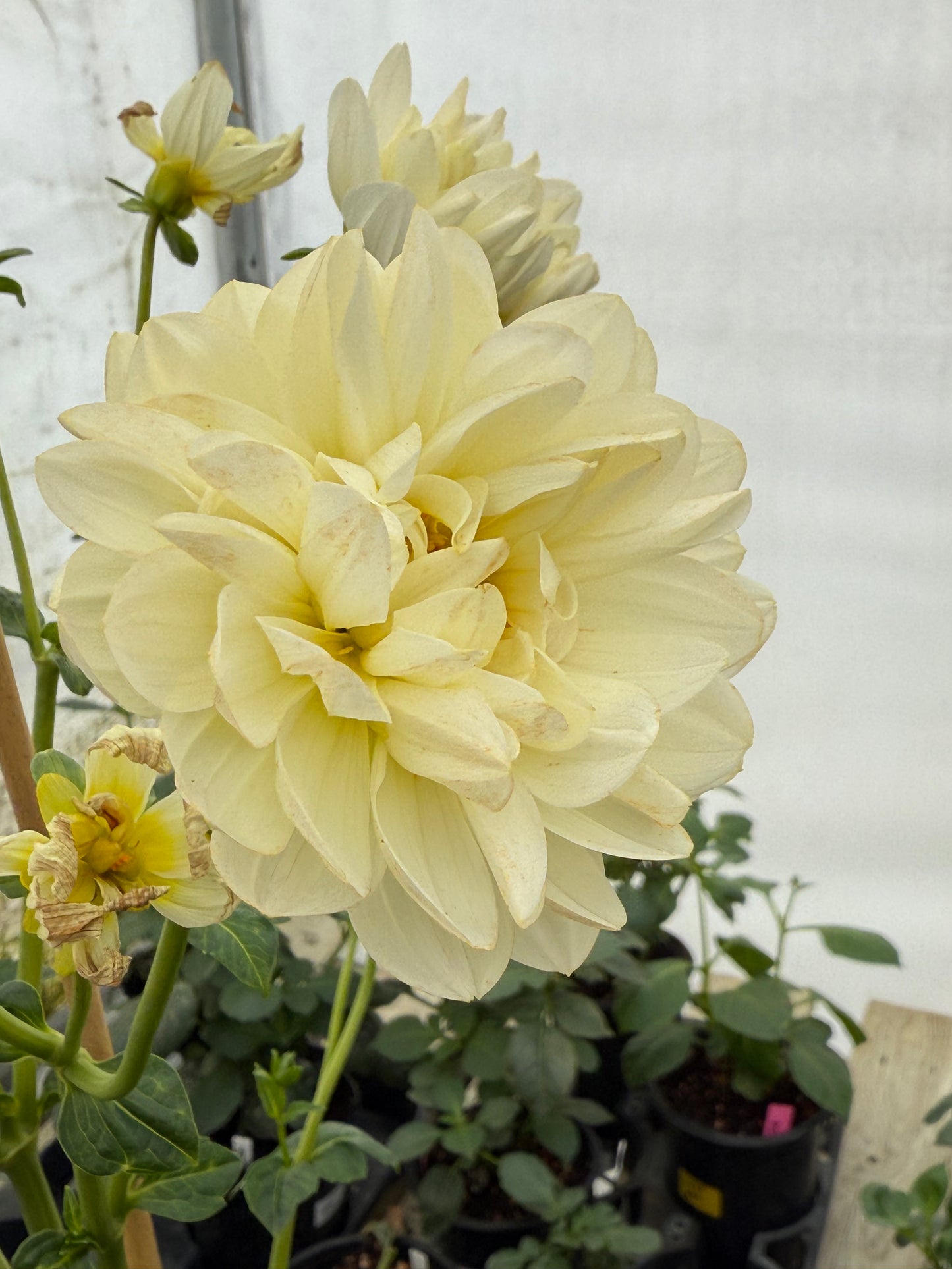 Hollyhill Creamy Rooted Cuttings Shipping Apr 1 - May 15