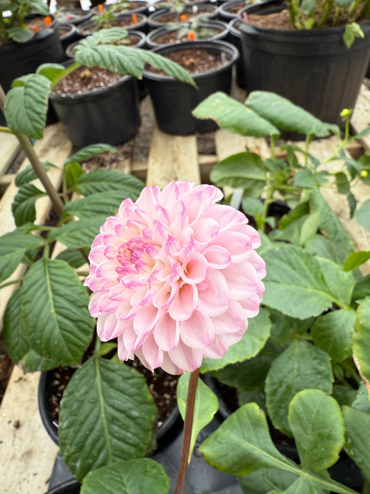 Hapet Micro Rooted Cuttins