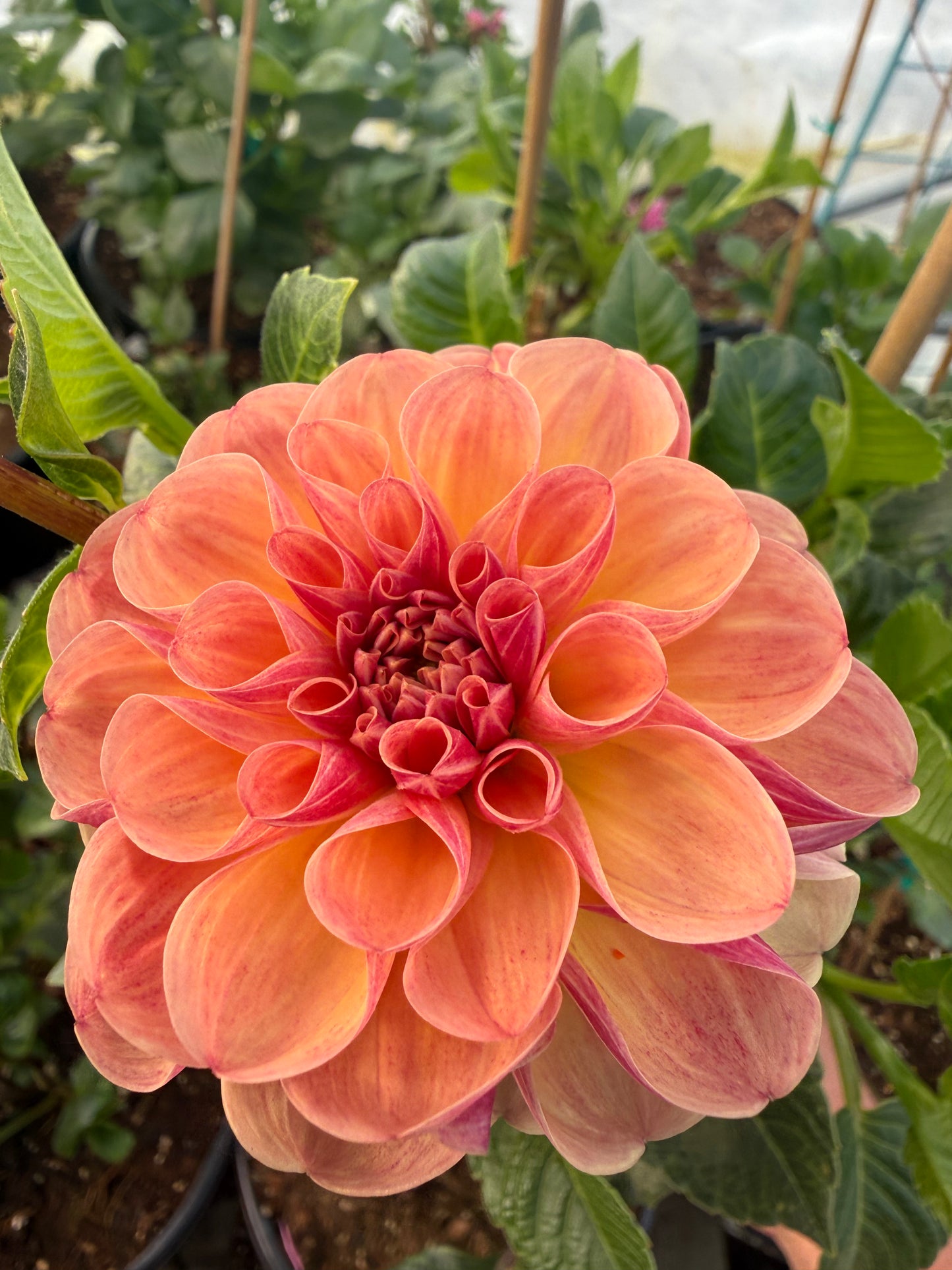 Burfoot Pasta Rooted Cuttings Shipping Apr 1 - May 15