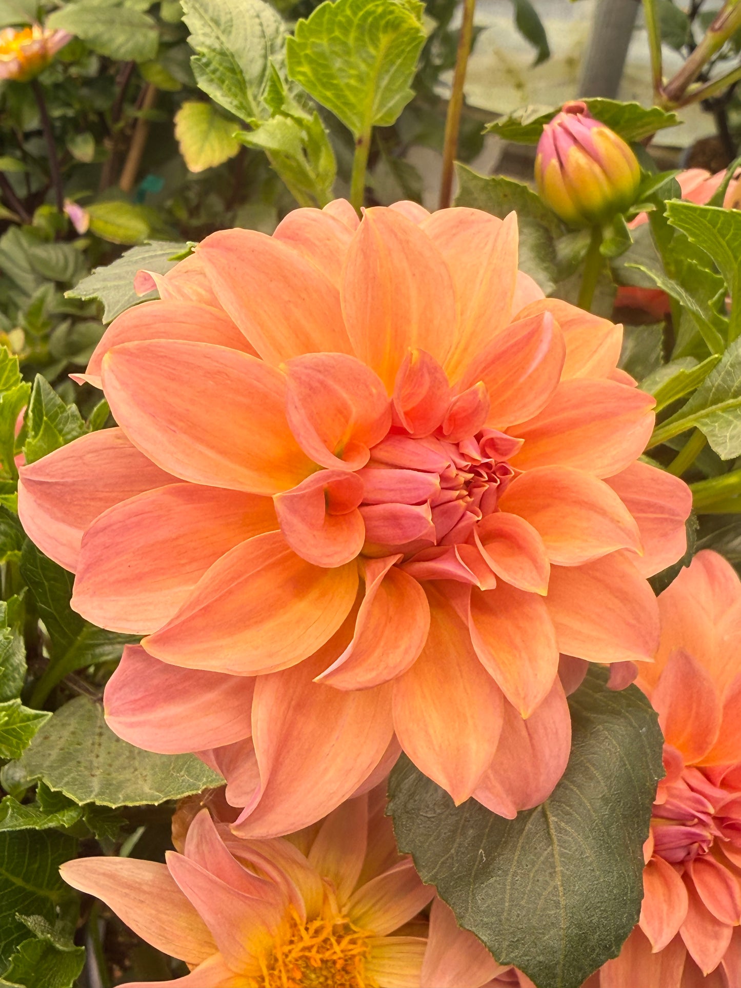 Bell's Momo Rooted Cuttings Shipping Apr 1 - May 15