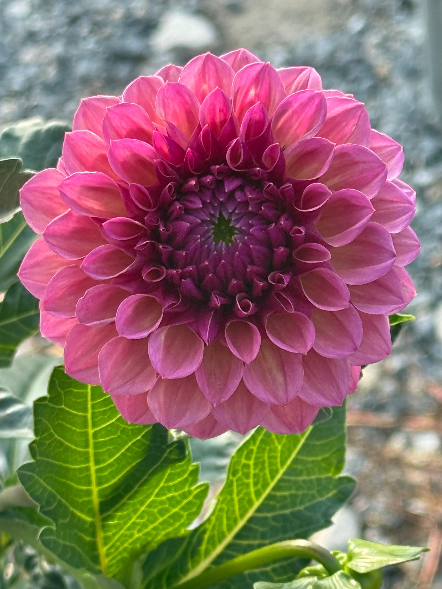 RM Berry Kiss Rooted Cuttings