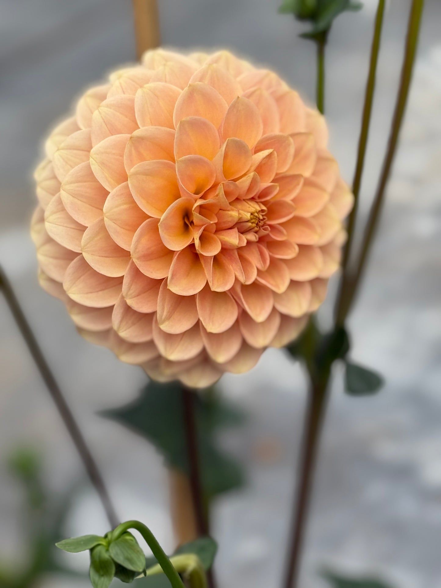 Levi's Cantaloupe Dahlia
