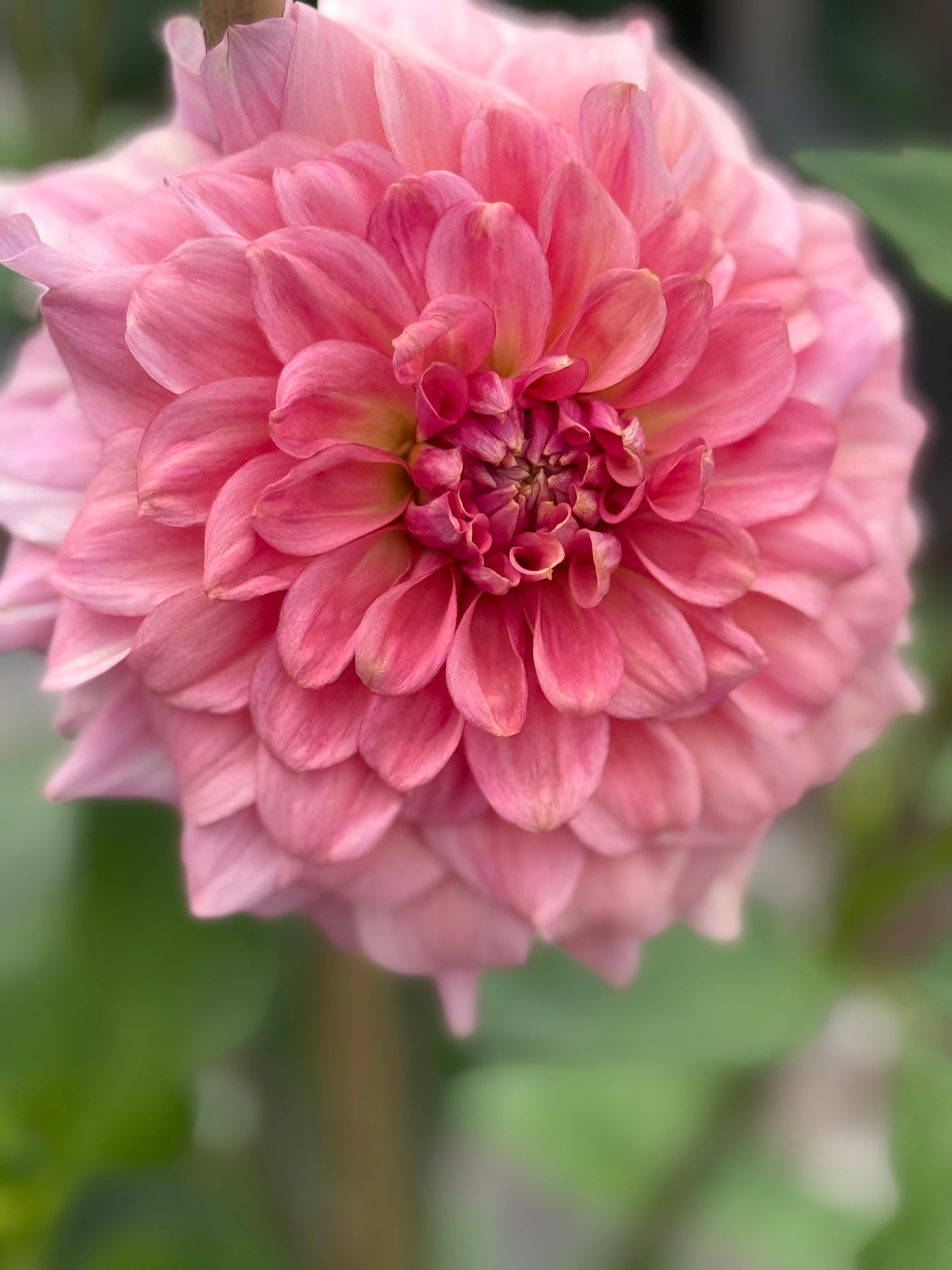 Levi's Dreamwalk Rooted Cuttings Shipping Apr 1 - May 15