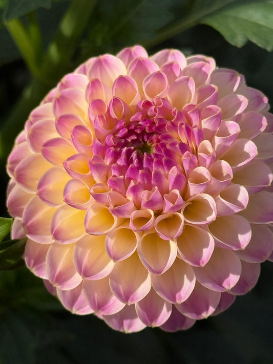 Hapet Pearl Dahlia
