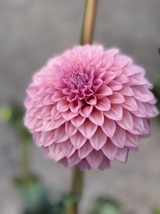 Levi's Bubblegum Dahlia
