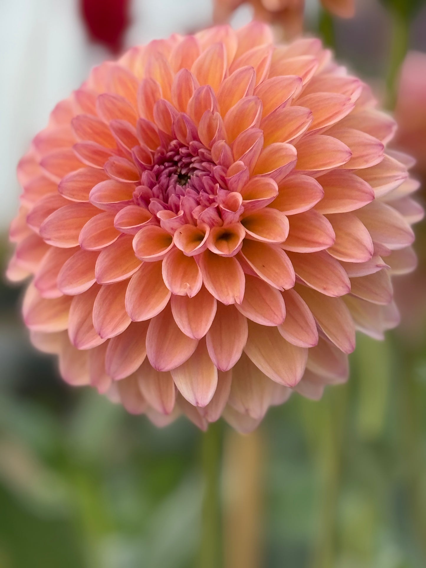 Lee's Punch Drunk Love Rooted Cuttings