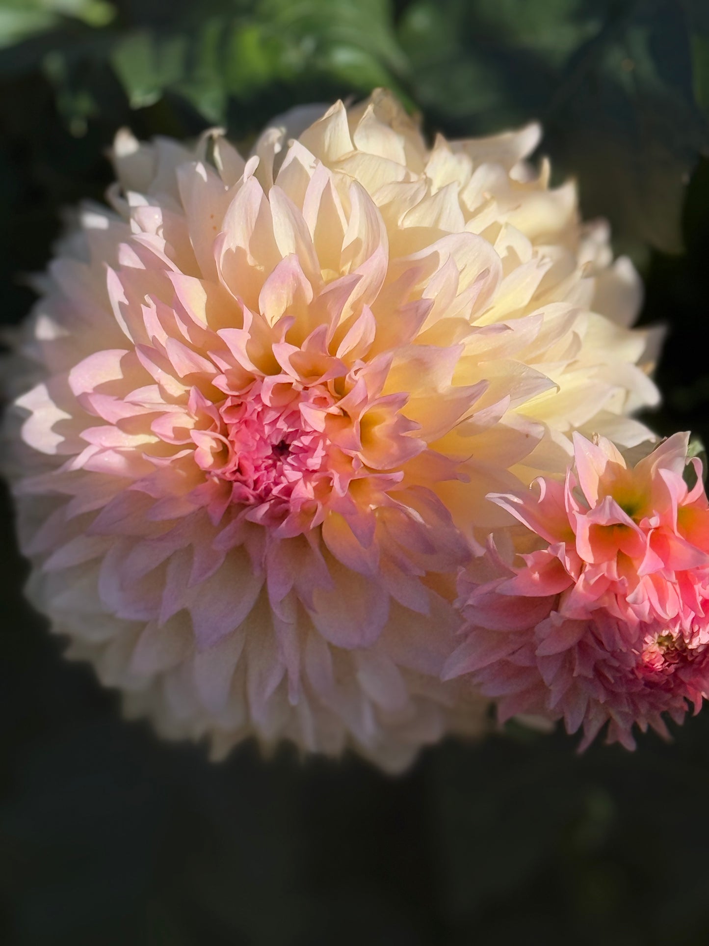 Lee's Pink Grapefruit Dahlia