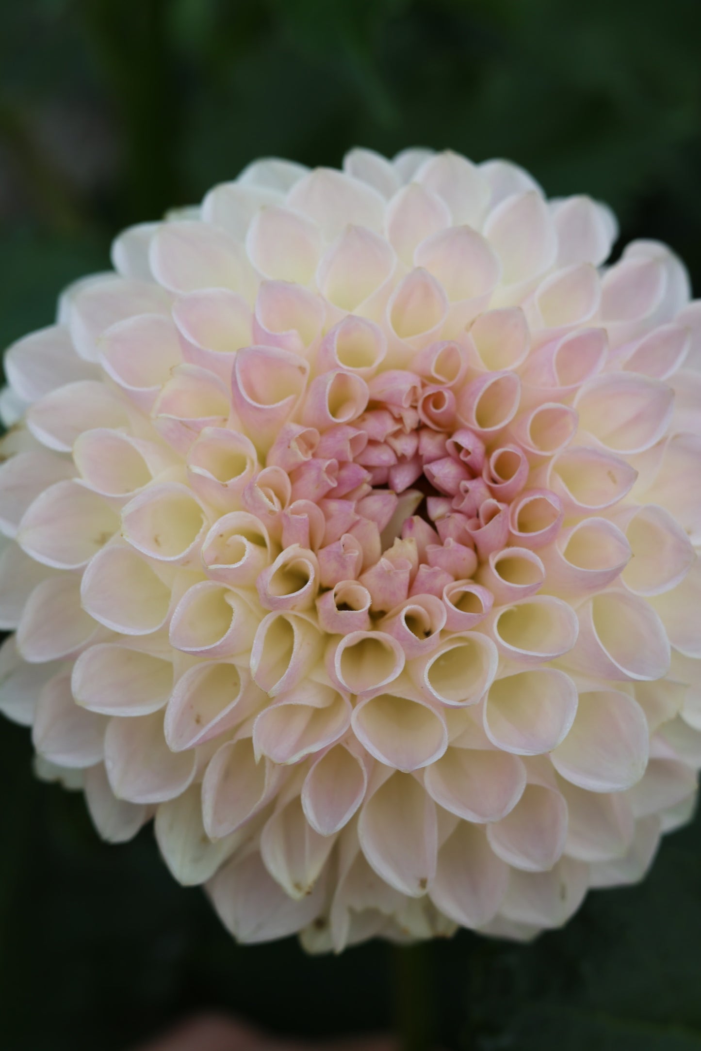 Formby Pearl Dahlia