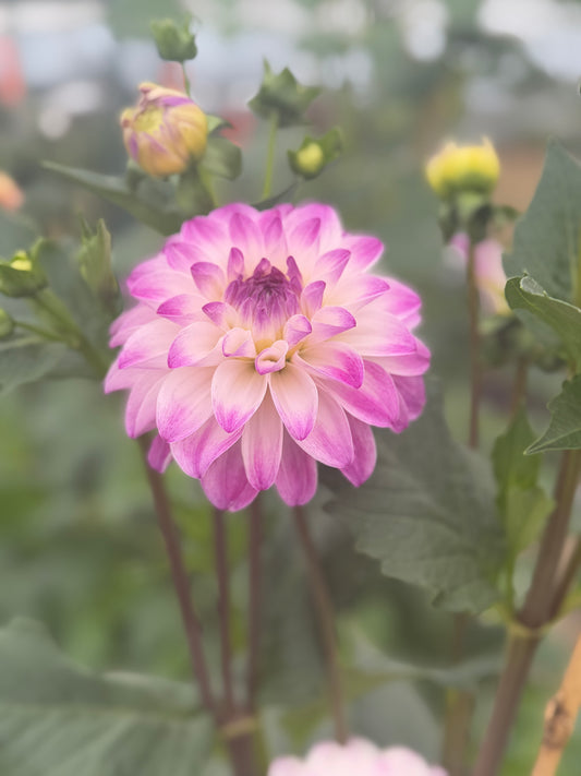 Hapet Rosa Munde Dahlia