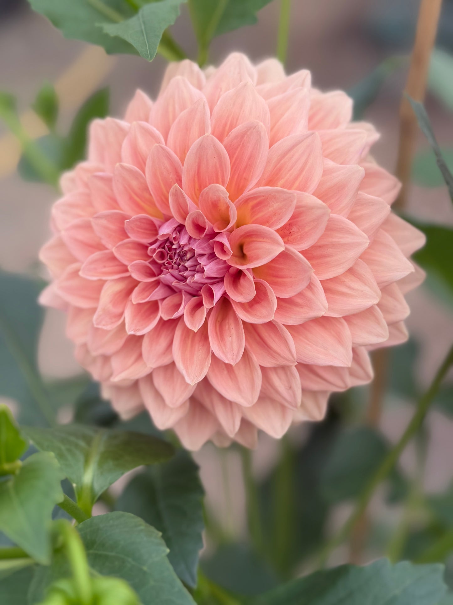 West Coast Australian Dahlia
