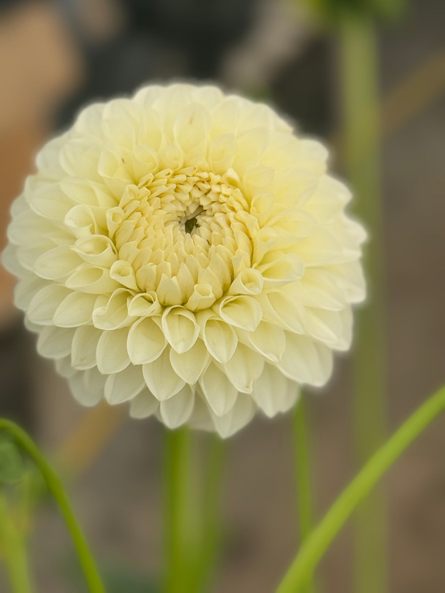 Boundary Snowflake Dahlia