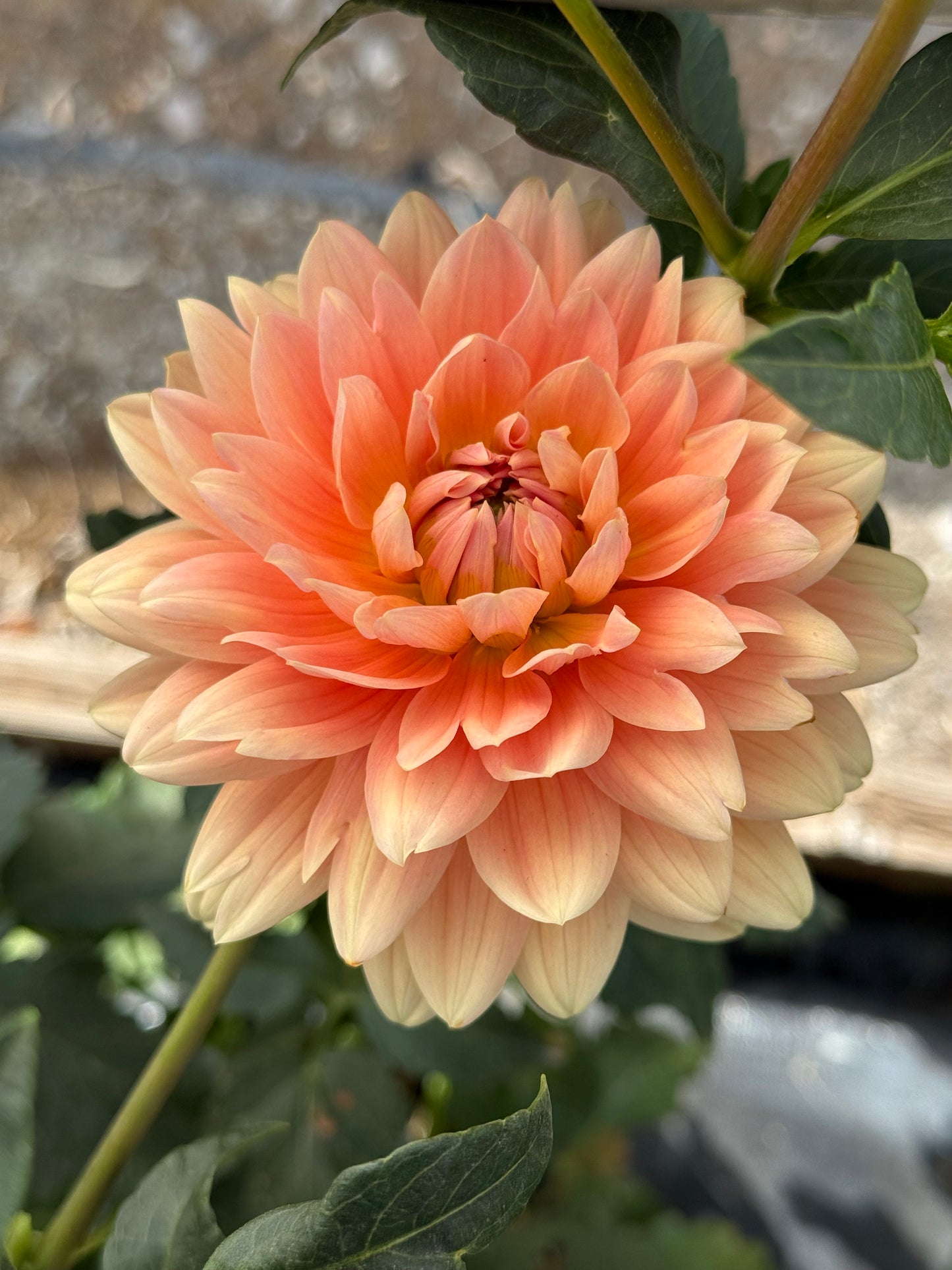 Carolina Wagemans Dahlia