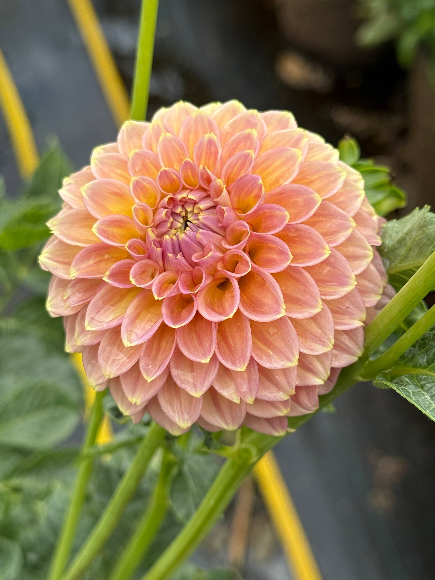 Peachy Parade Dahlia