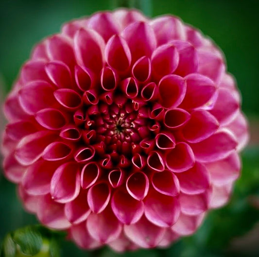 Levi’s Tomato Dahlia