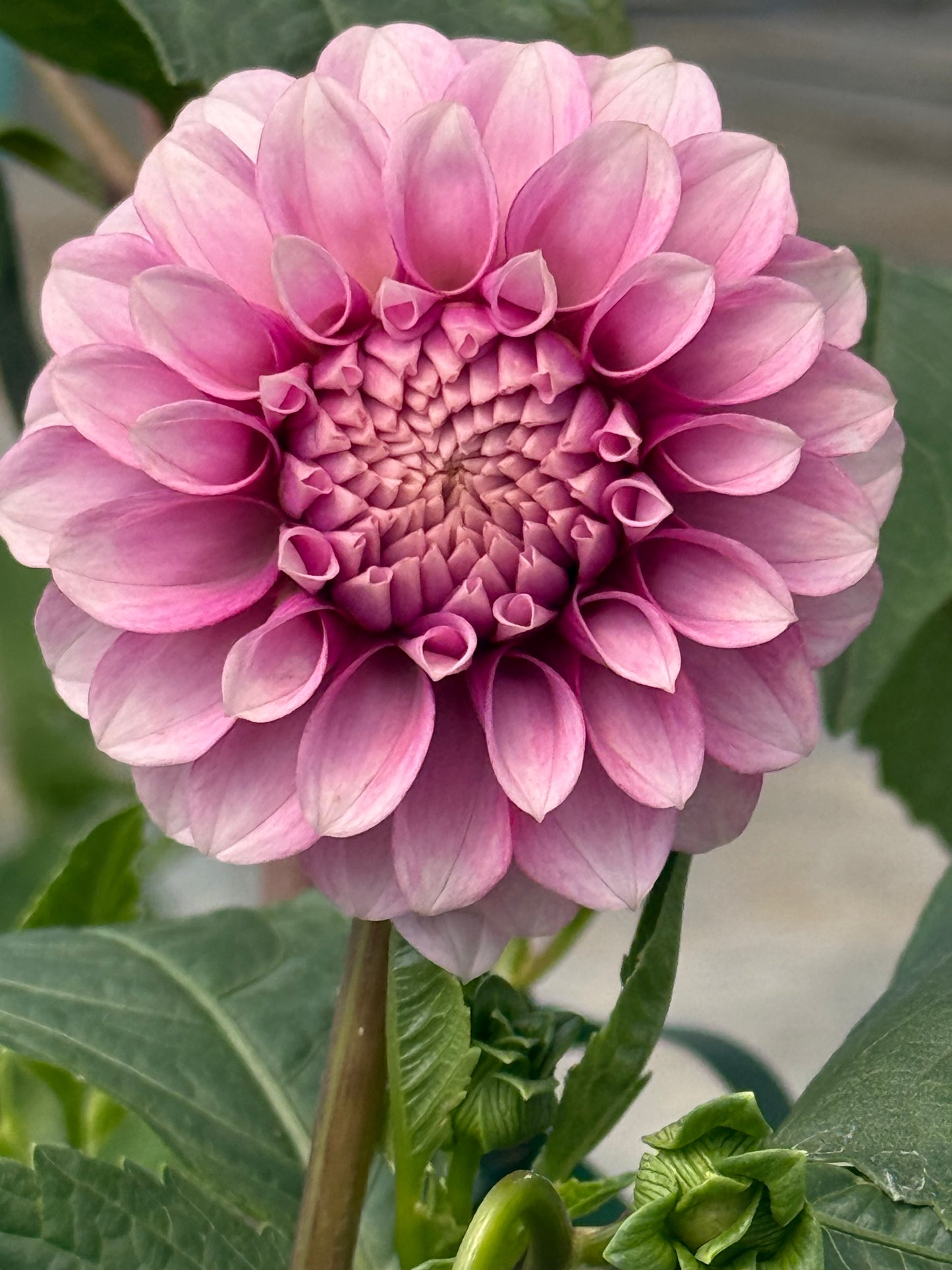 Levi’s Confessor Dahlia