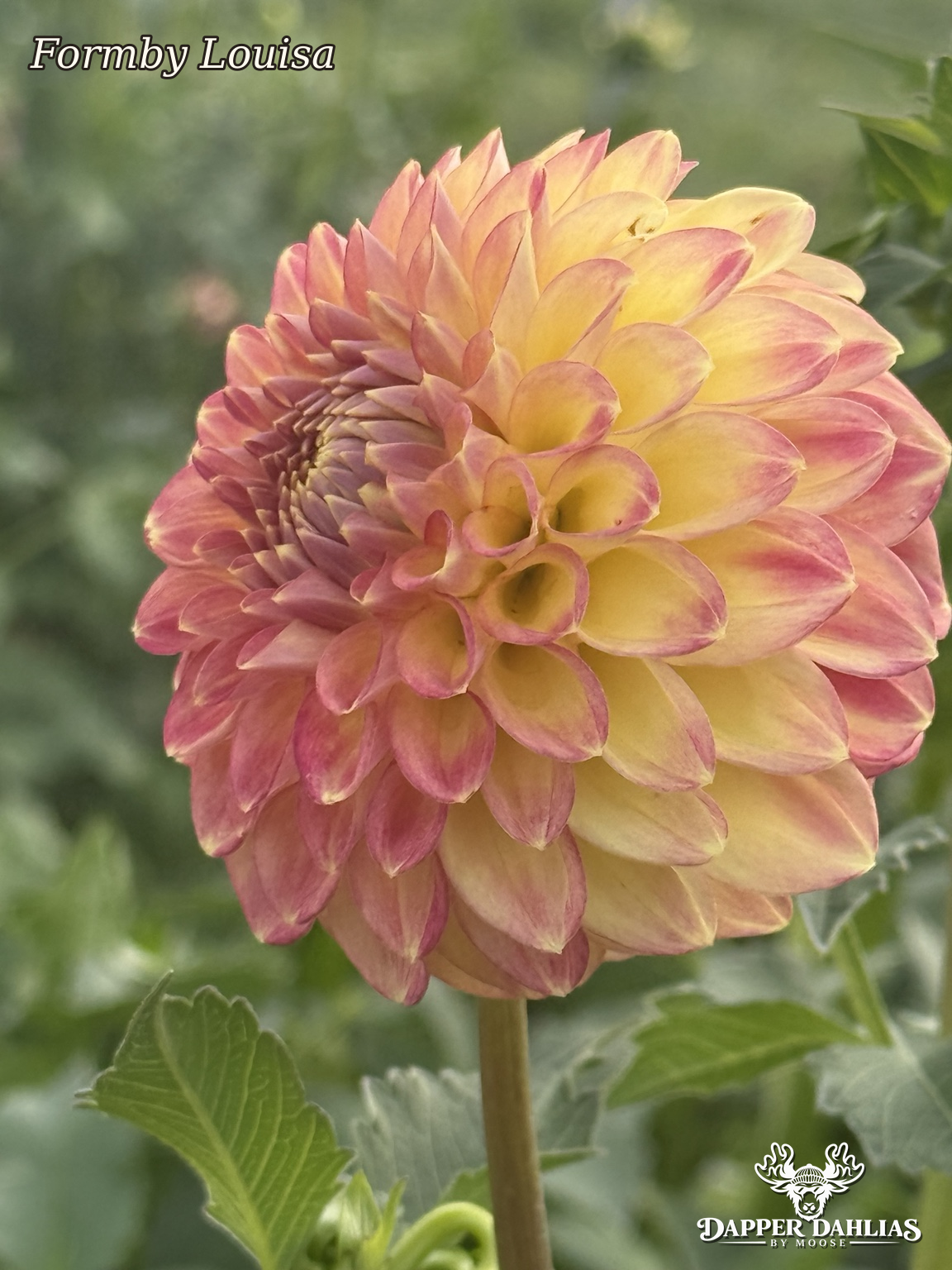 Formby Louisa dahlia side profile with buttery yellow petals tipped and edged in pink
