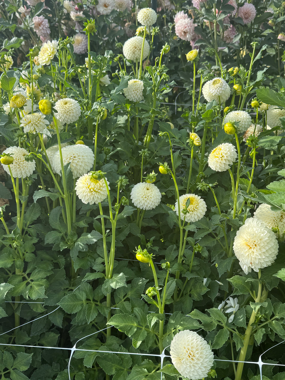 British Beauties: Dahlias from Across the Pond