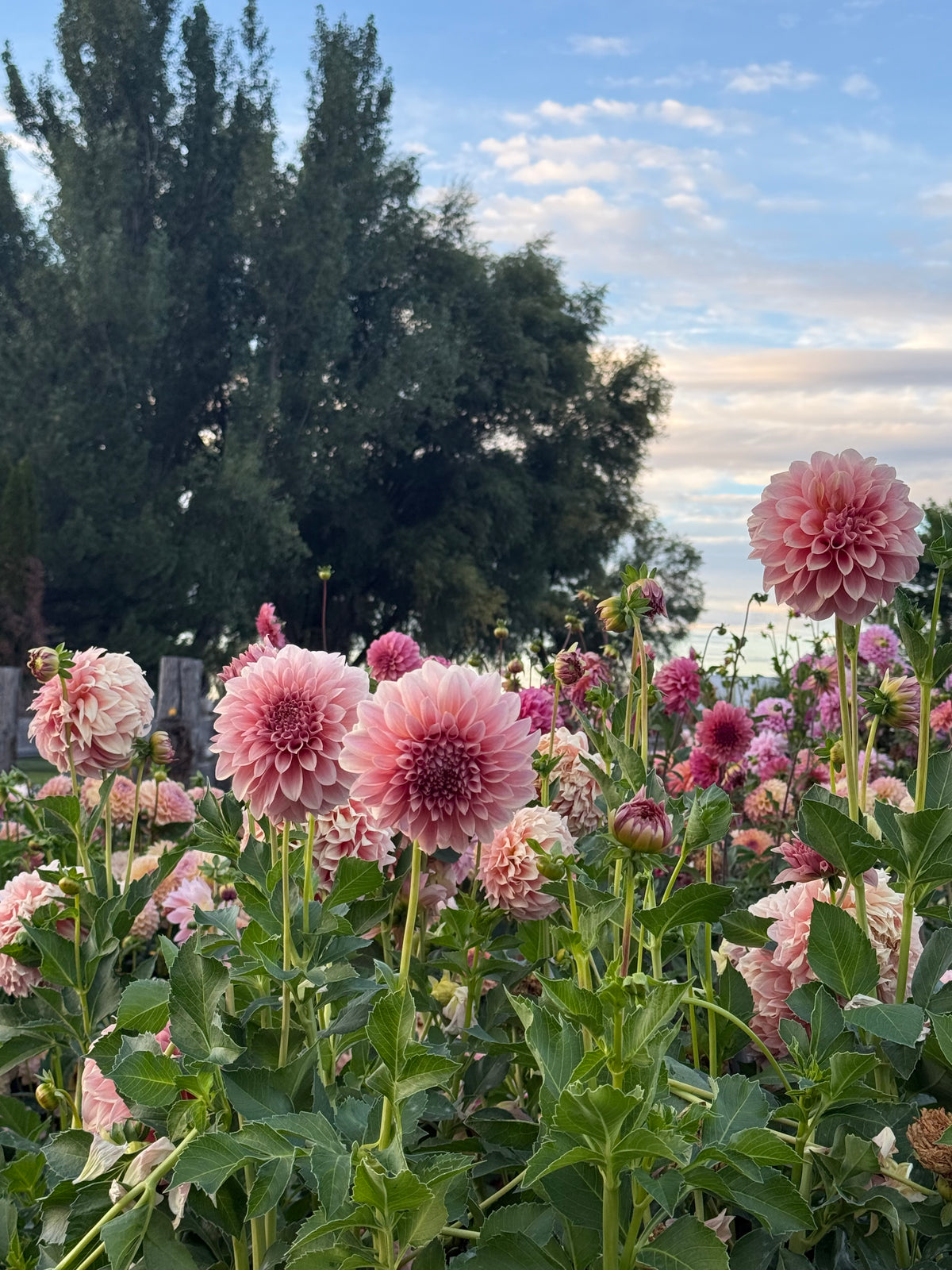 New for 2027: Fresh Faces in the Dahlia Patch