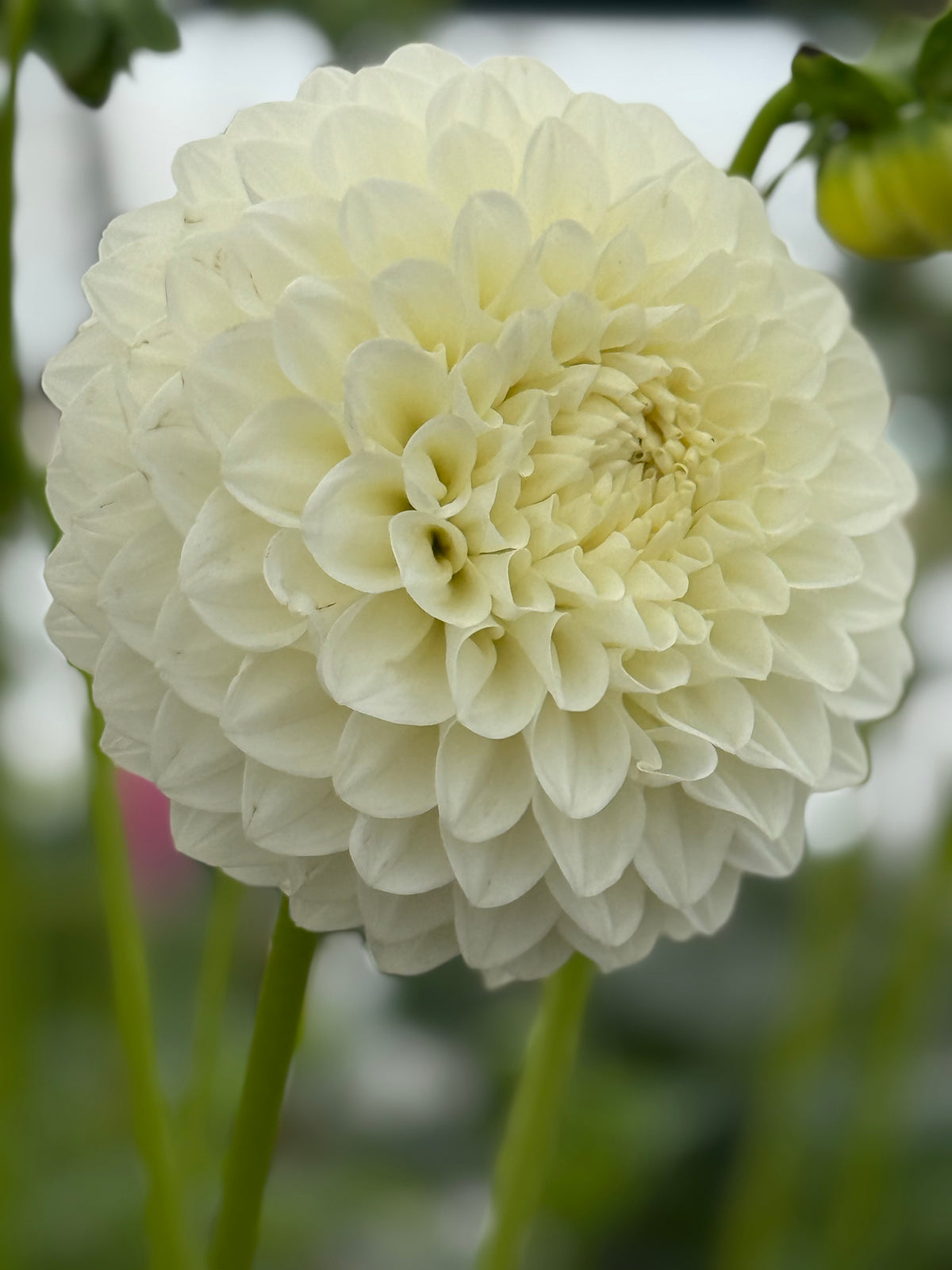 Boundary Dahlias: Bruce Millard’s Aussie Originals