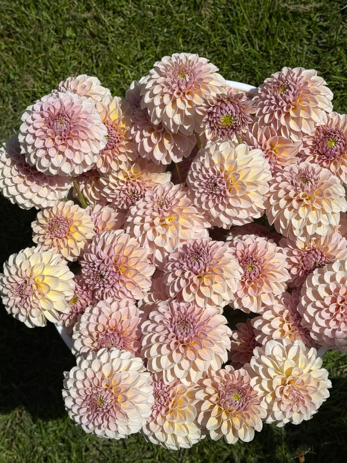 KA's Dahlias: Kristine Albrecht's California Creations